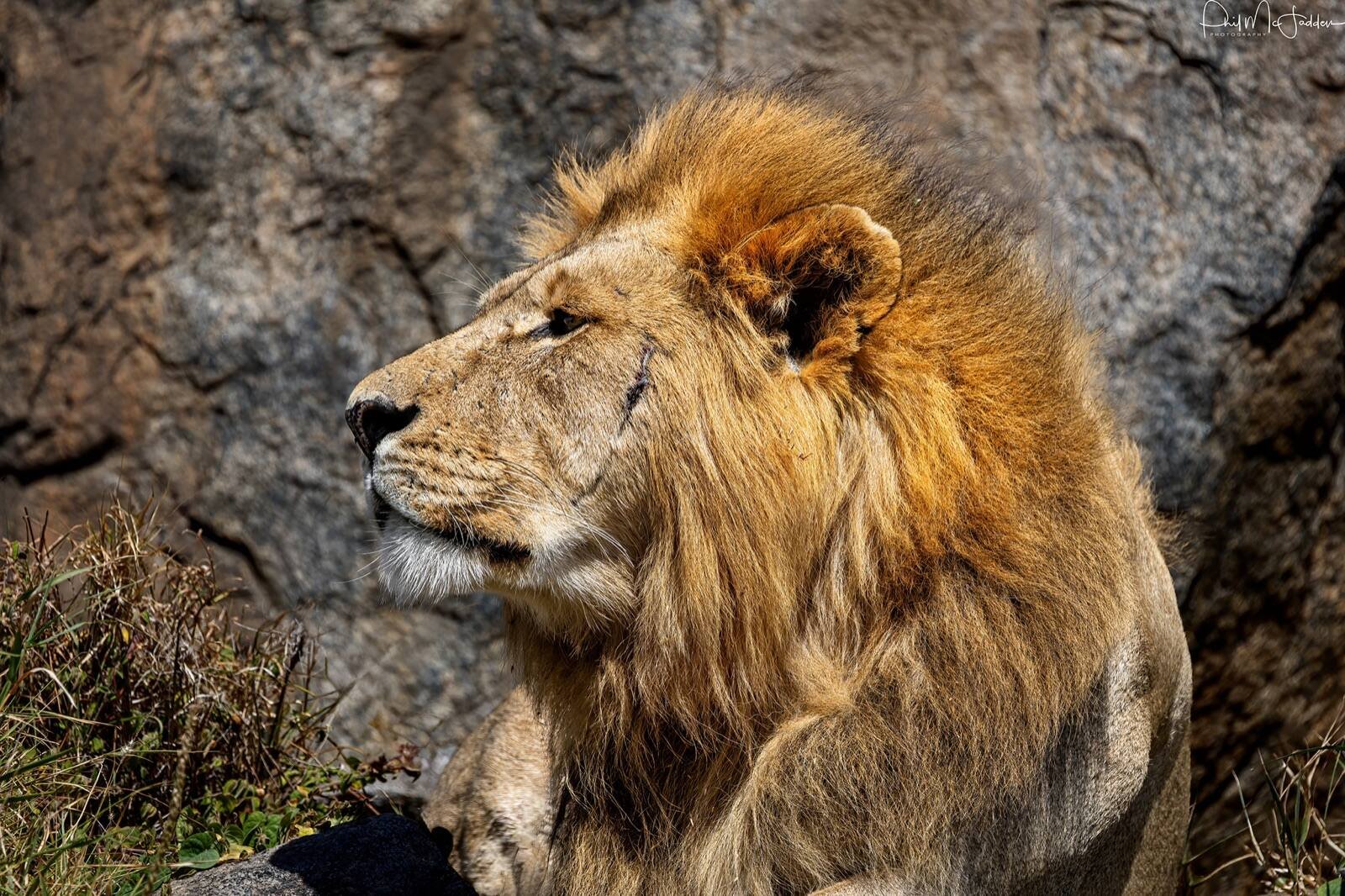 Lions on a rocky kopje in Ngorongoro Crater, Tanzania