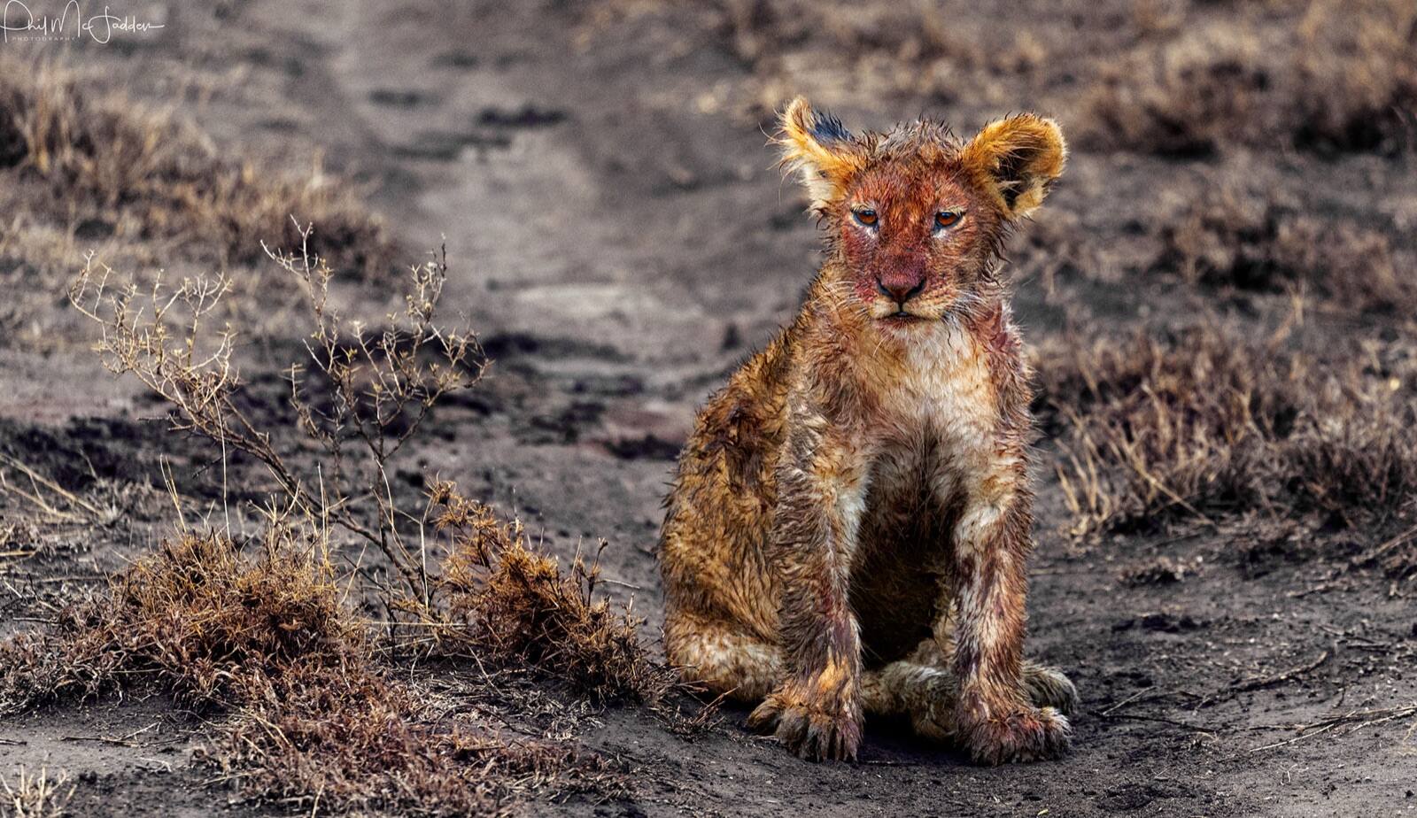 A pride on a kill at Ndutu — the calving season concentrates predators as no other period does