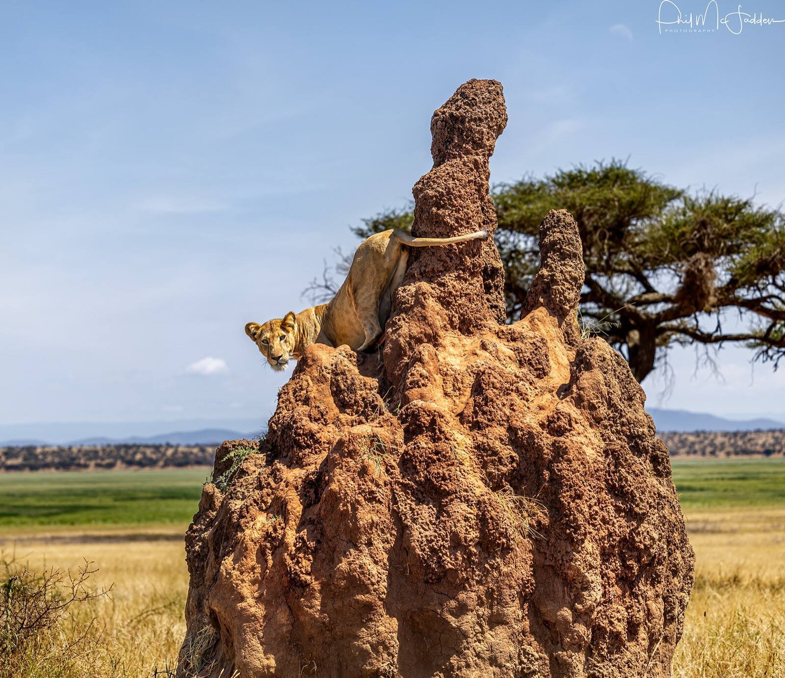 A lioness on a termite mound in Tarangire, where predators are present but sightings vary