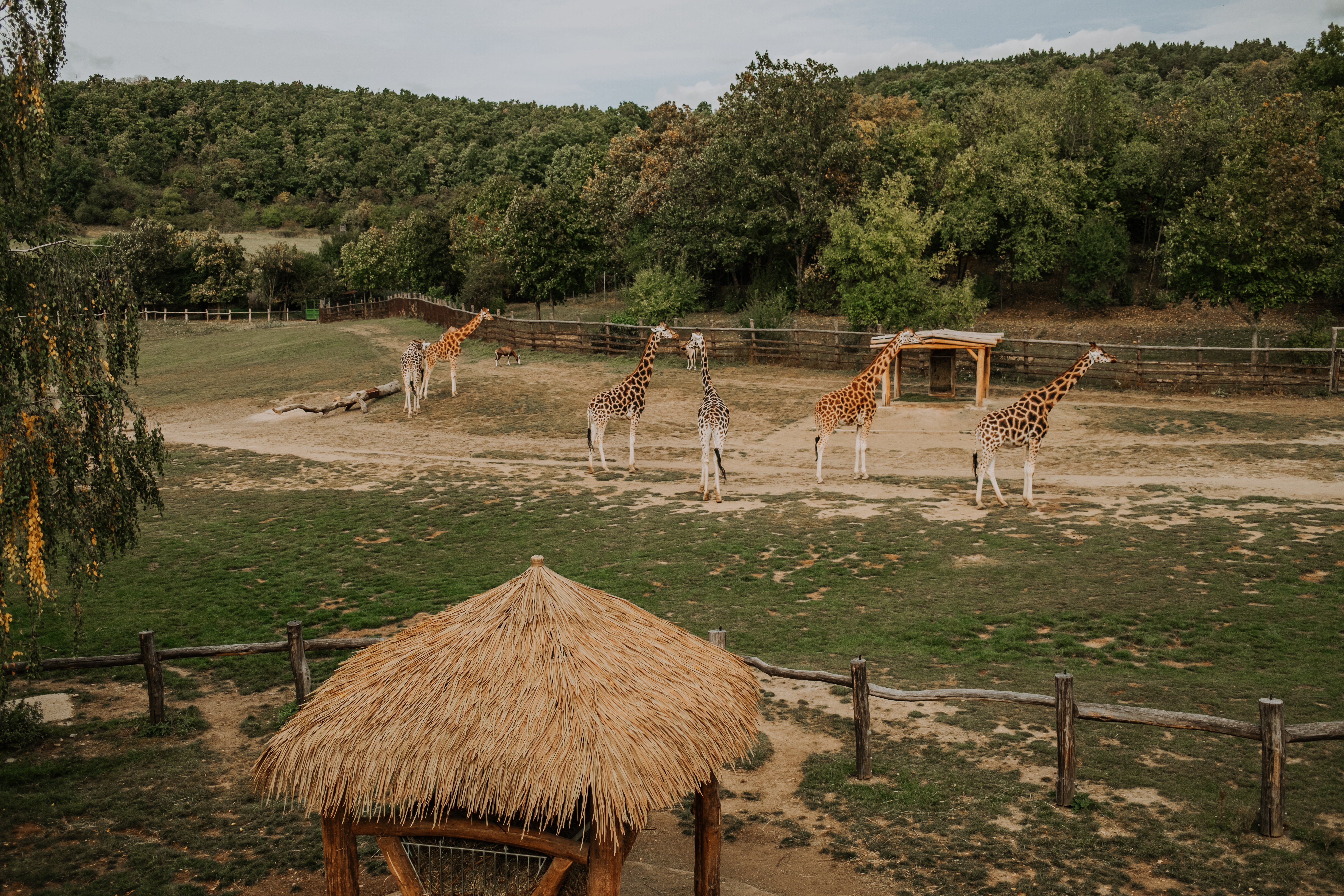 Lodge Tanzania Safari — Top Camps and What to Expect | Sokwe Africa Safari