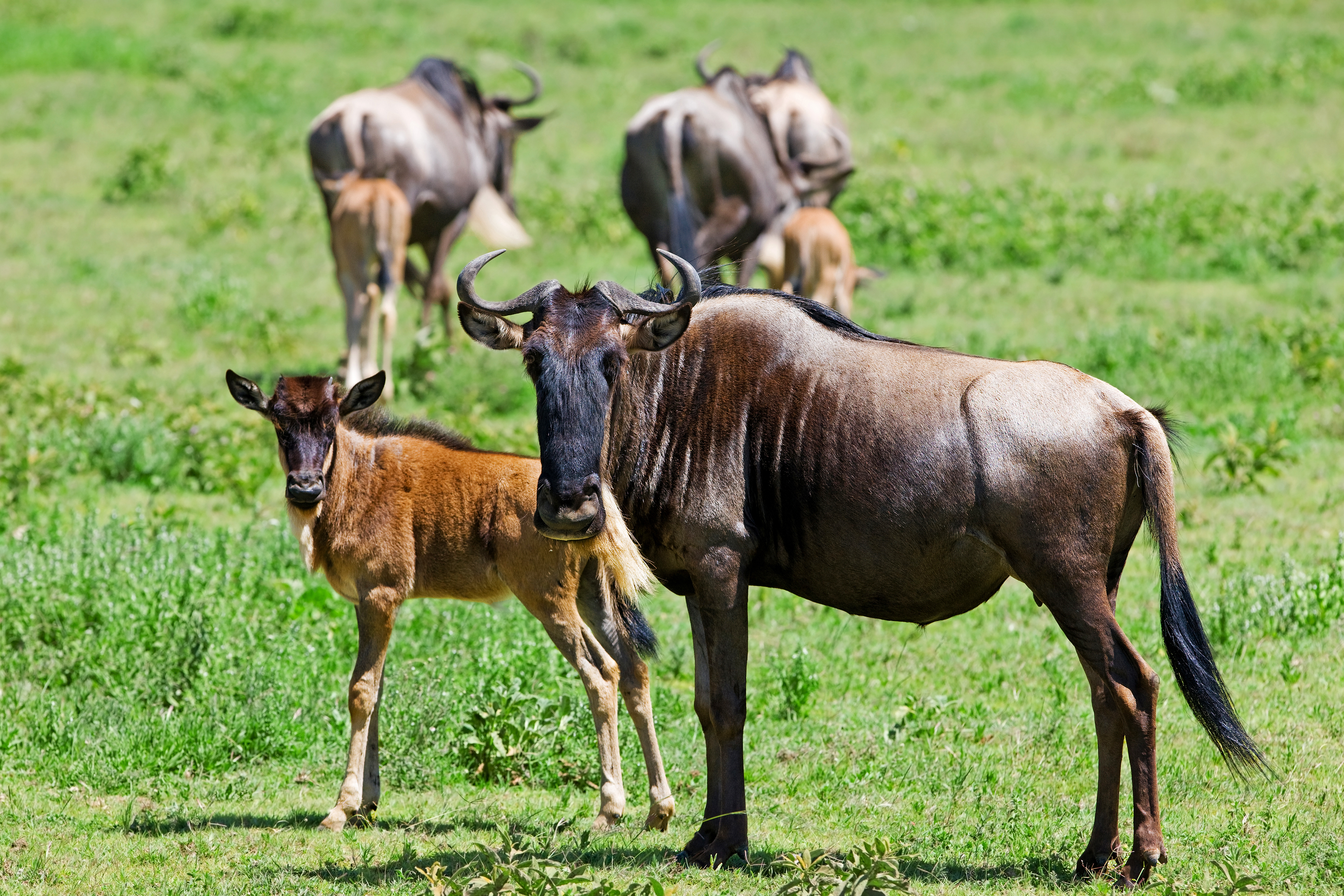 Tanzania Safari Blog — Sokwe Africa Safari