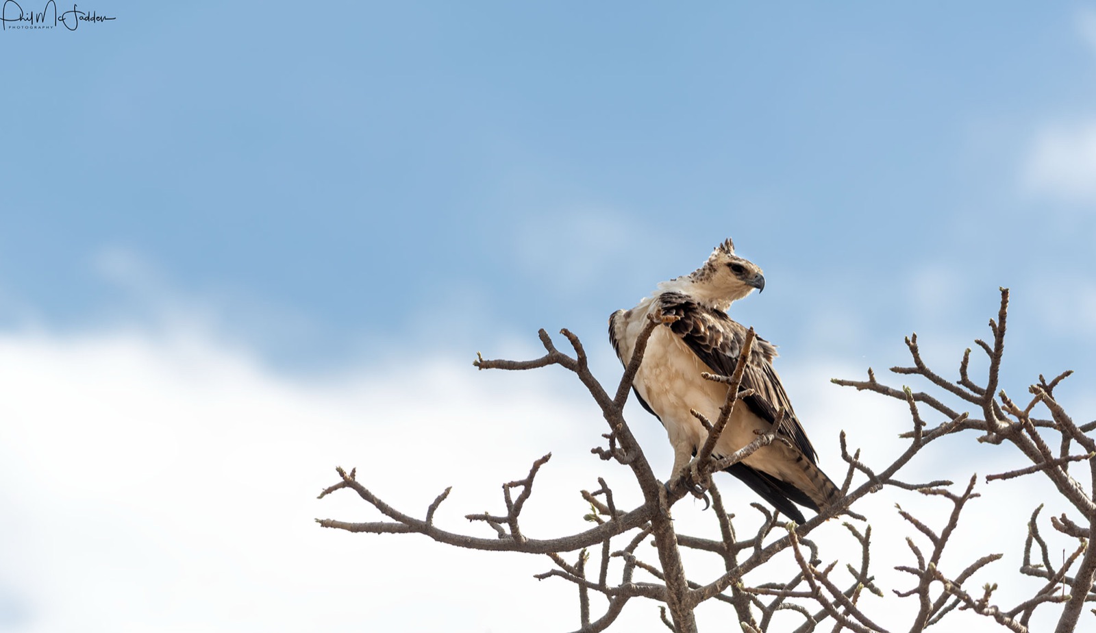 Martial eagle — Africa's largest and most powerful raptor, and reliably found perched in Tarangire's open woodland