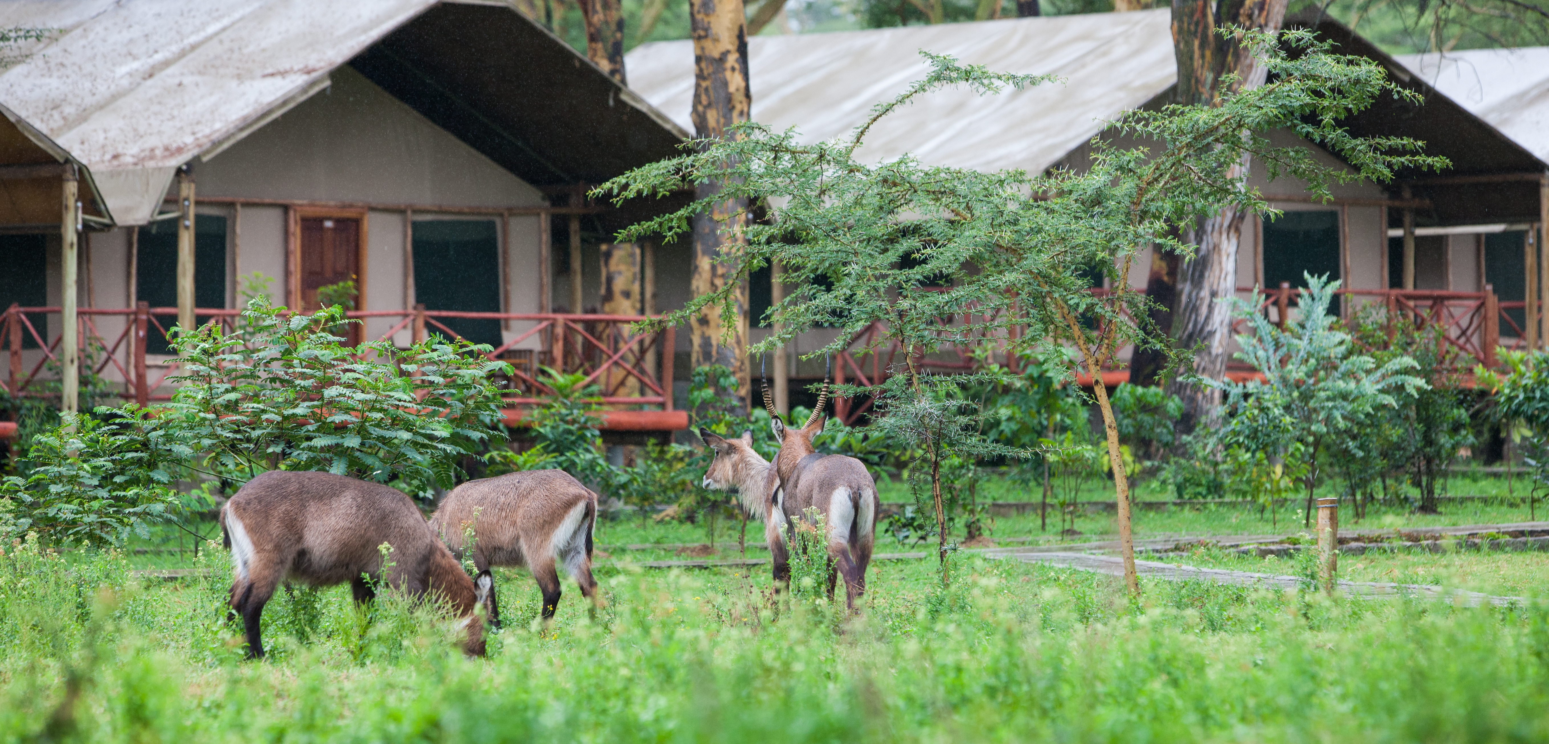 Well-appointed mid-range tented camp in Tanzania's northern circuit with ensuite facilities and full-board dining included in the package