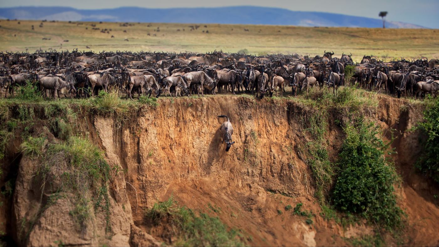 Aerial view of the Great Migration herd crossing the Serengeti plains
