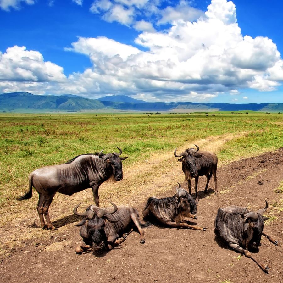 Game drive vehicle on the Ngorongoro Crater floor with flamingos and the crater wall behind