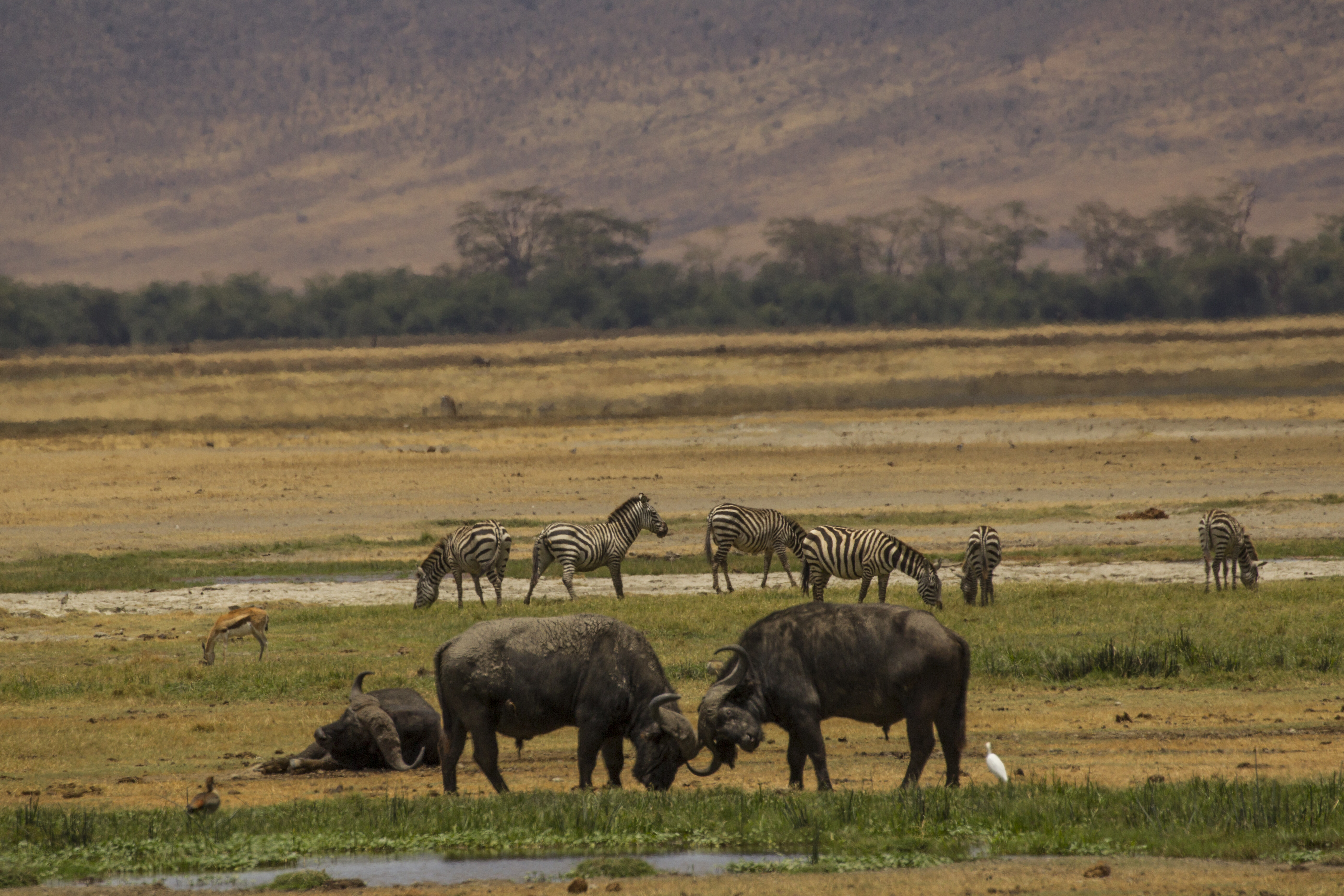 The Ngorongoro Crater floor — descending into the caldera carries a crater service fee of roughly $295 per vehicle on top of entry fees