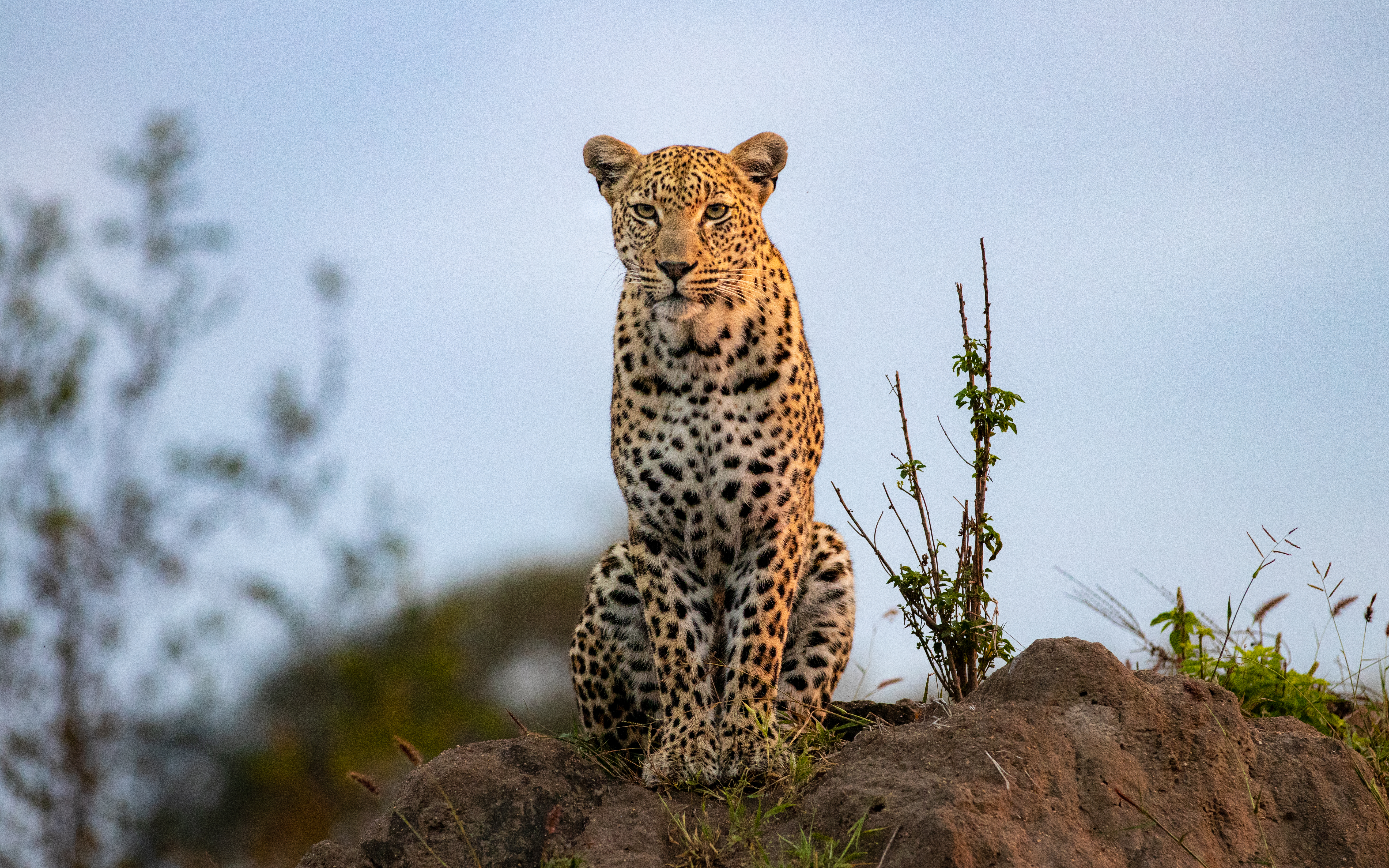 Ruaha National Park, the wild and uncrowded heart of southern Tanzania