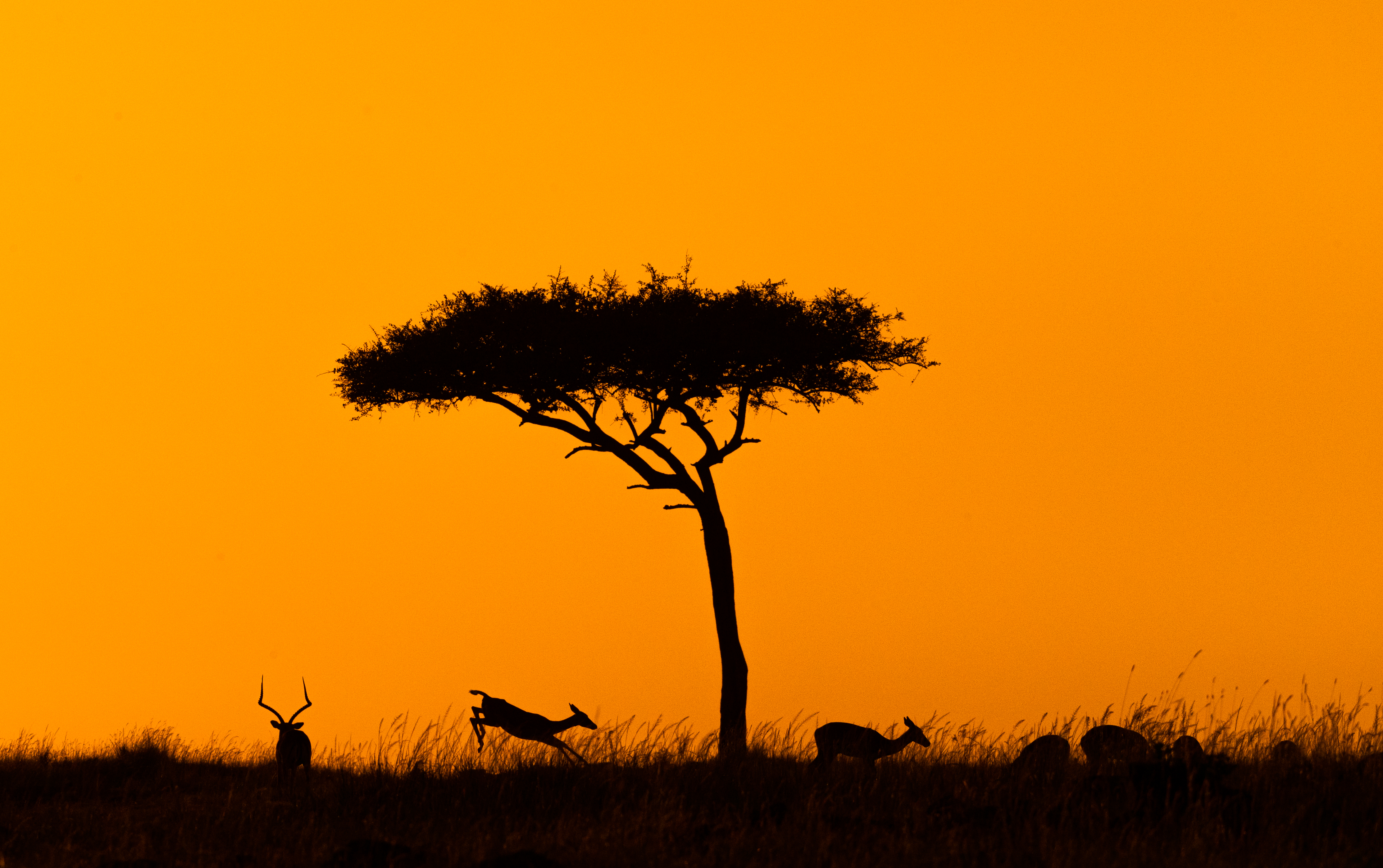 Safari vehicle silhouetted against a blazing African sunset on the open plains