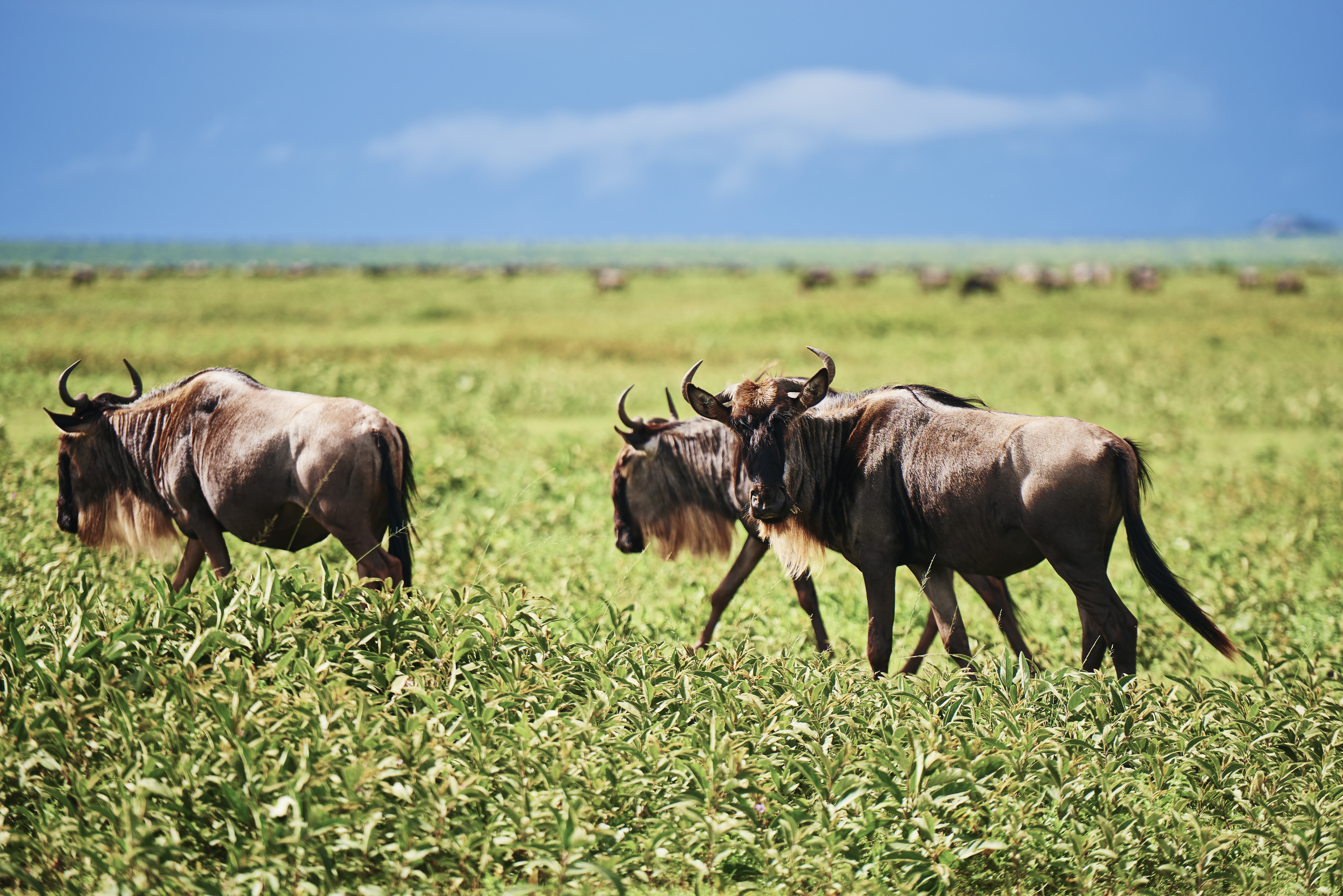 Lush green Serengeti landscape in March after the short rains with dramatic clouds and wildlife in Tanzania