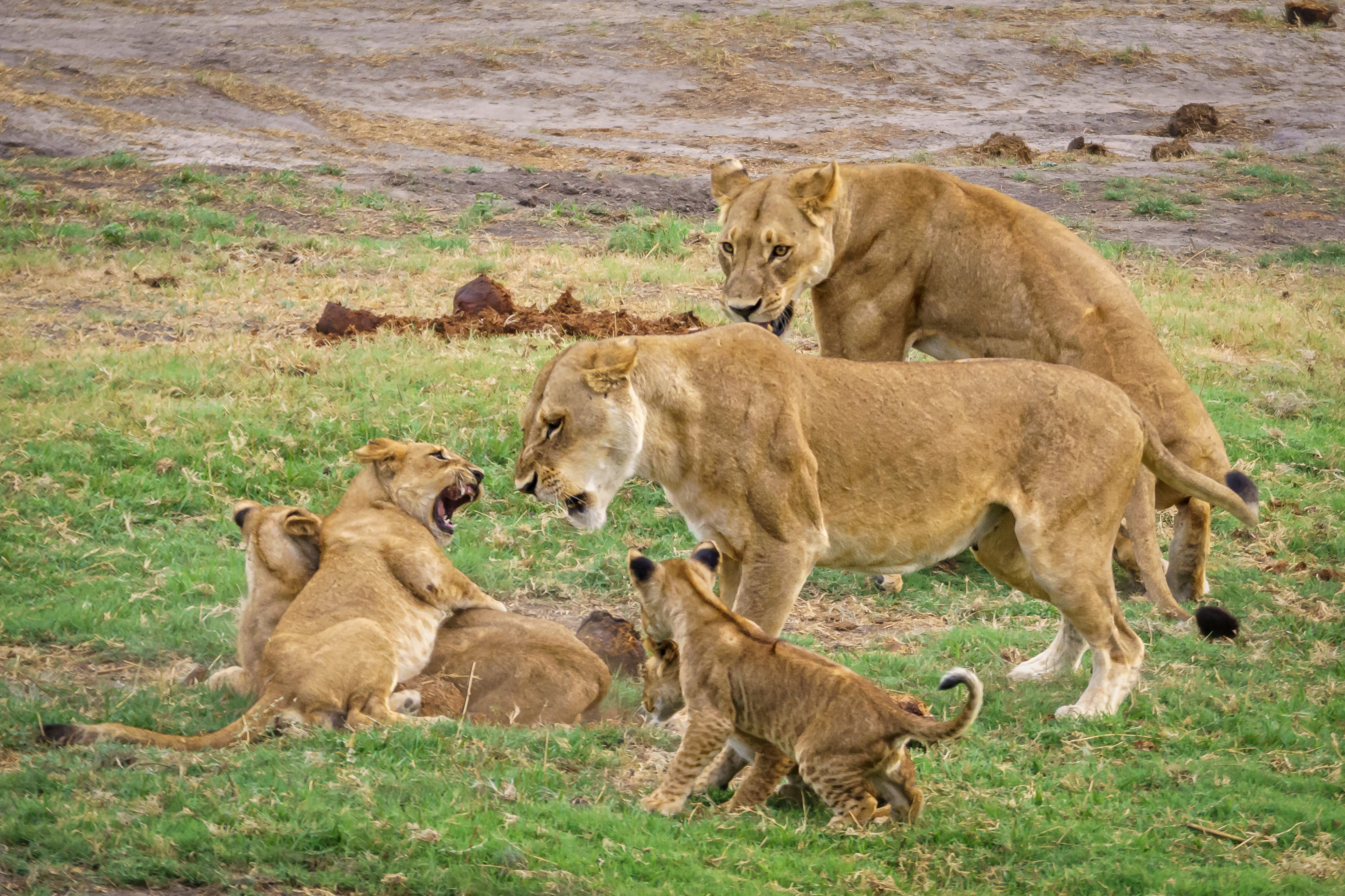 Lion pride resting on a granite kopje in the central Serengeti at golden hour