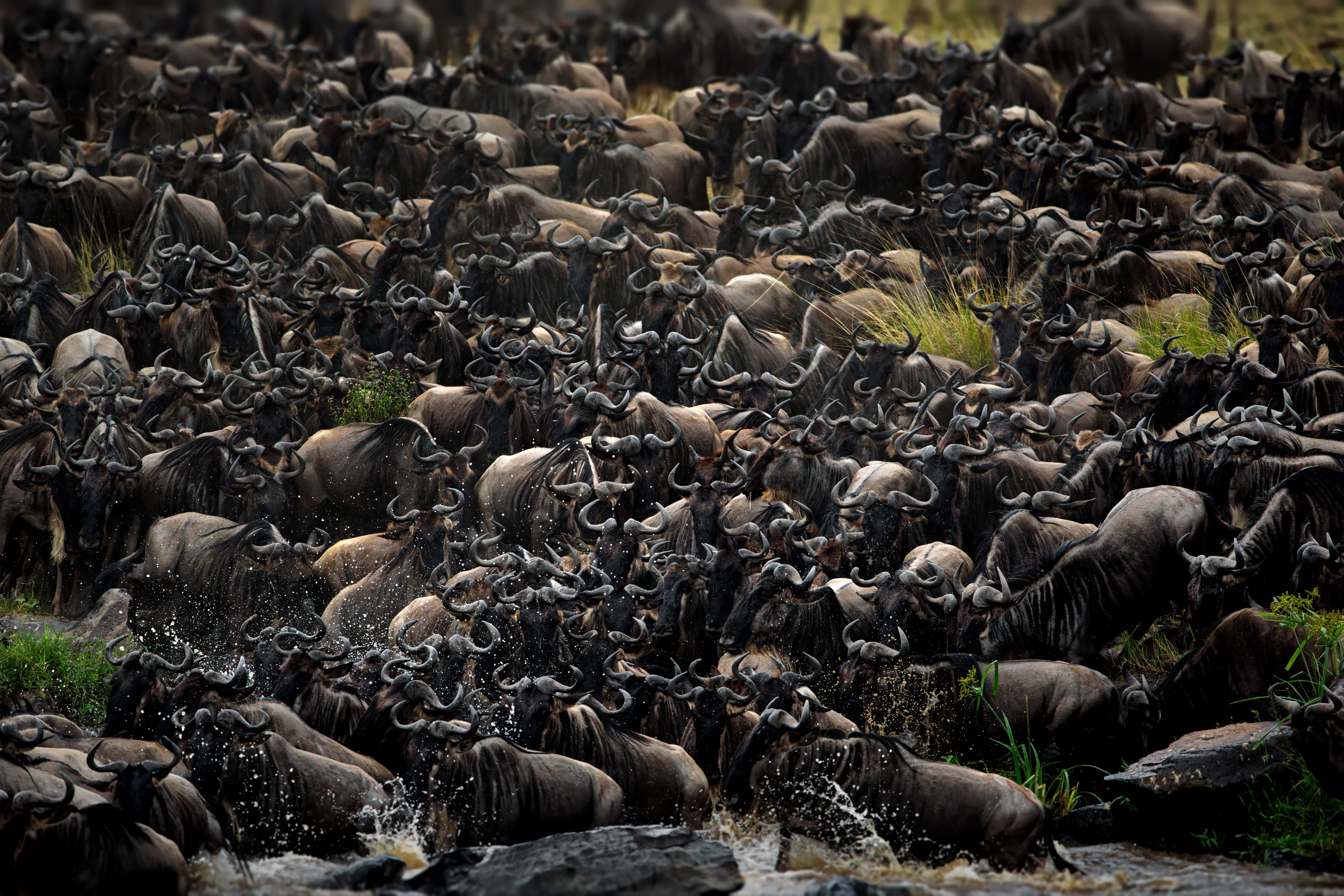 Vast wildebeest herd moving across the Serengeti plains at sunrise