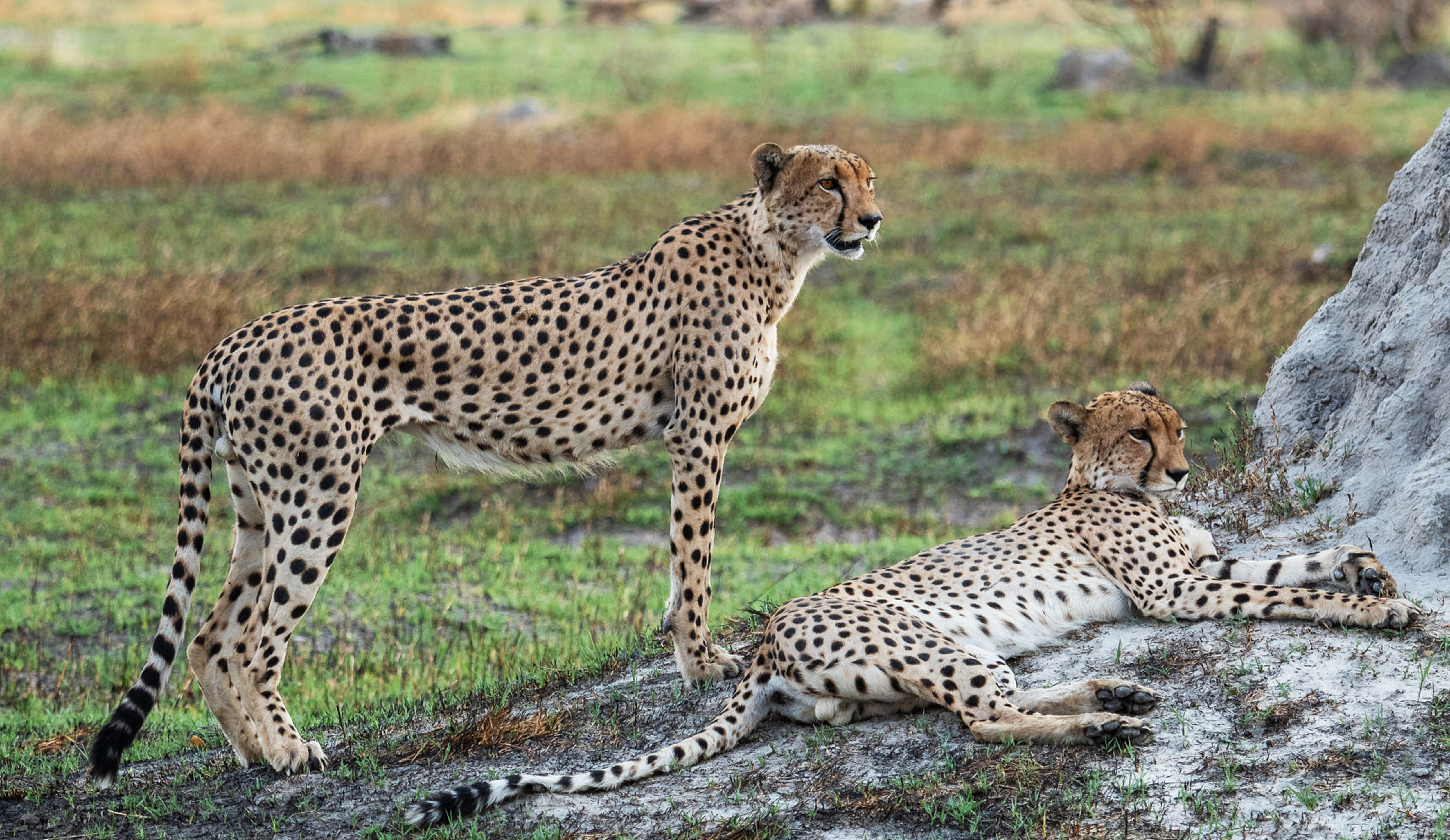Private luxury safari vehicle on the Serengeti plains at golden hour — the wildlife component of the Tanzania safari and Zanzibar combination before the beach conclusion