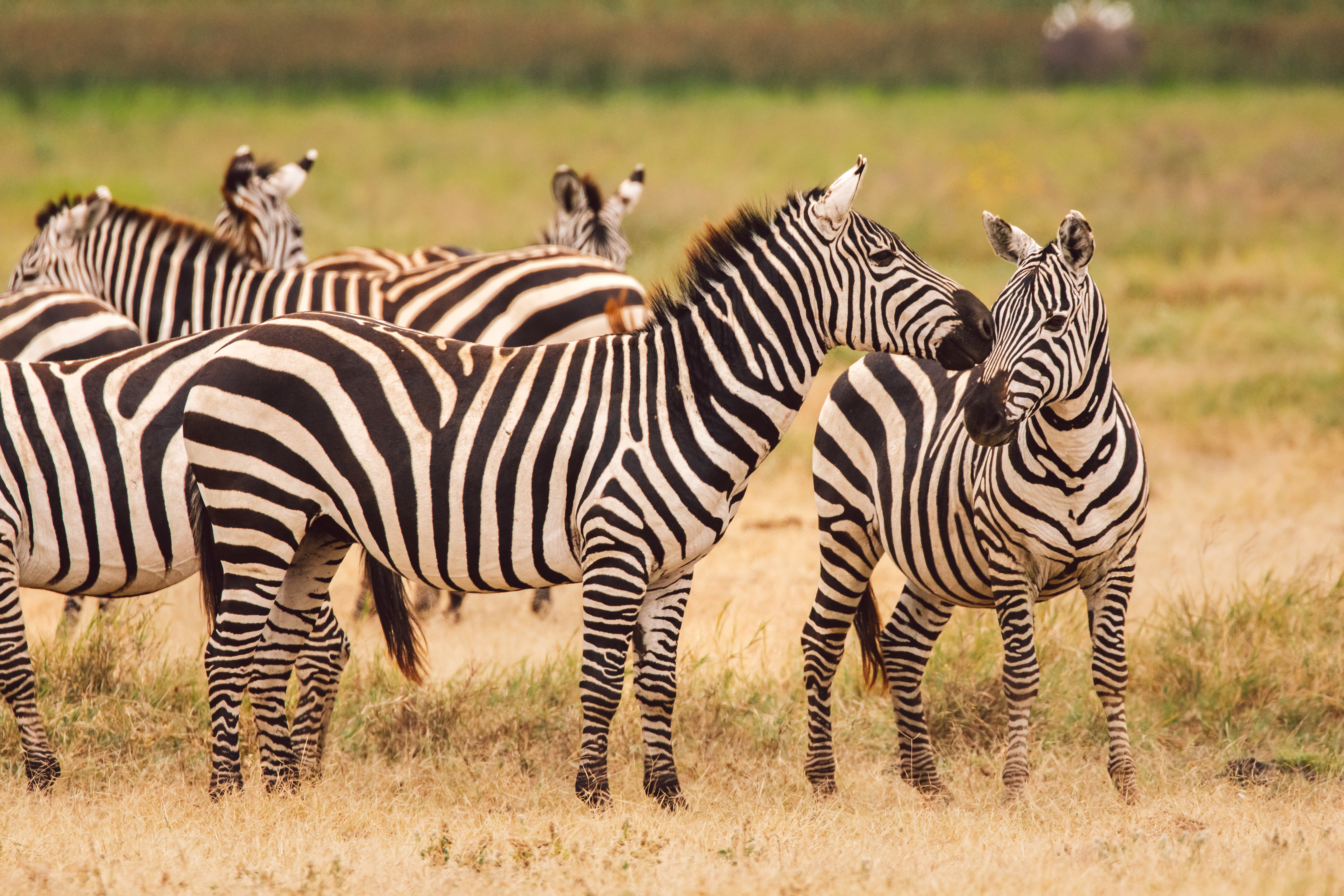 Elephant herd in Tarangire National Park Tanzania with iconic baobab trees on a northern circuit luxury safari