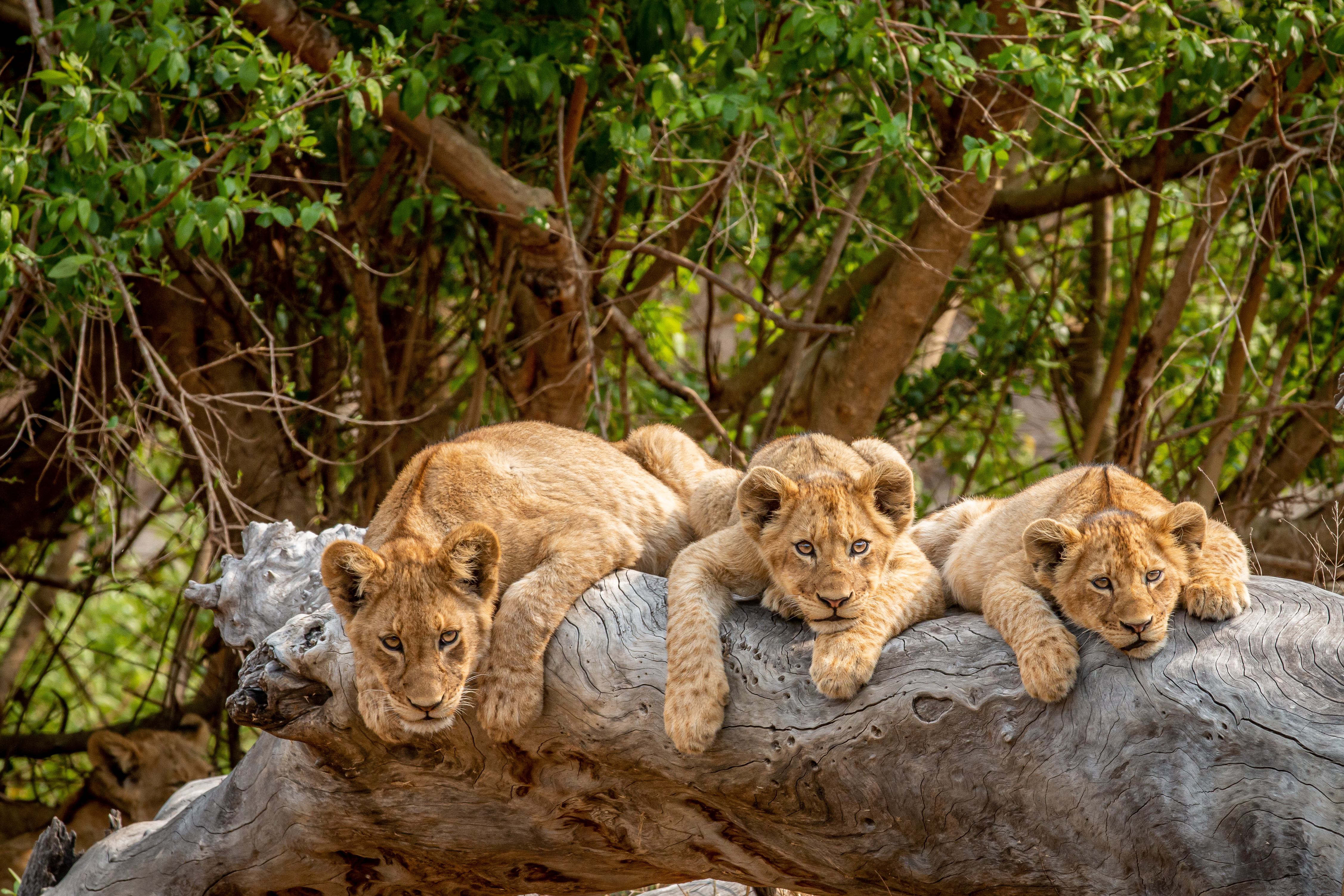 A Serengeti entry gate — park and concession fees are included in a properly quoted safari price