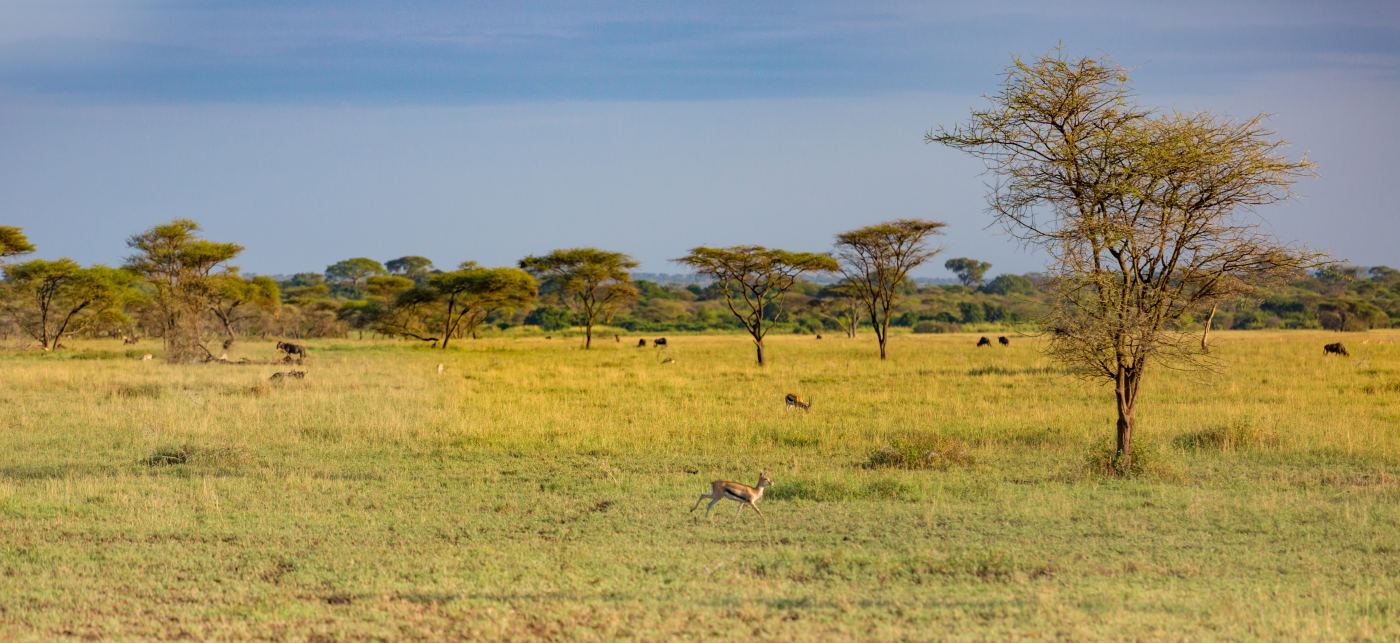 Endless Serengeti plains stretching to the horizon with lone acacia tree