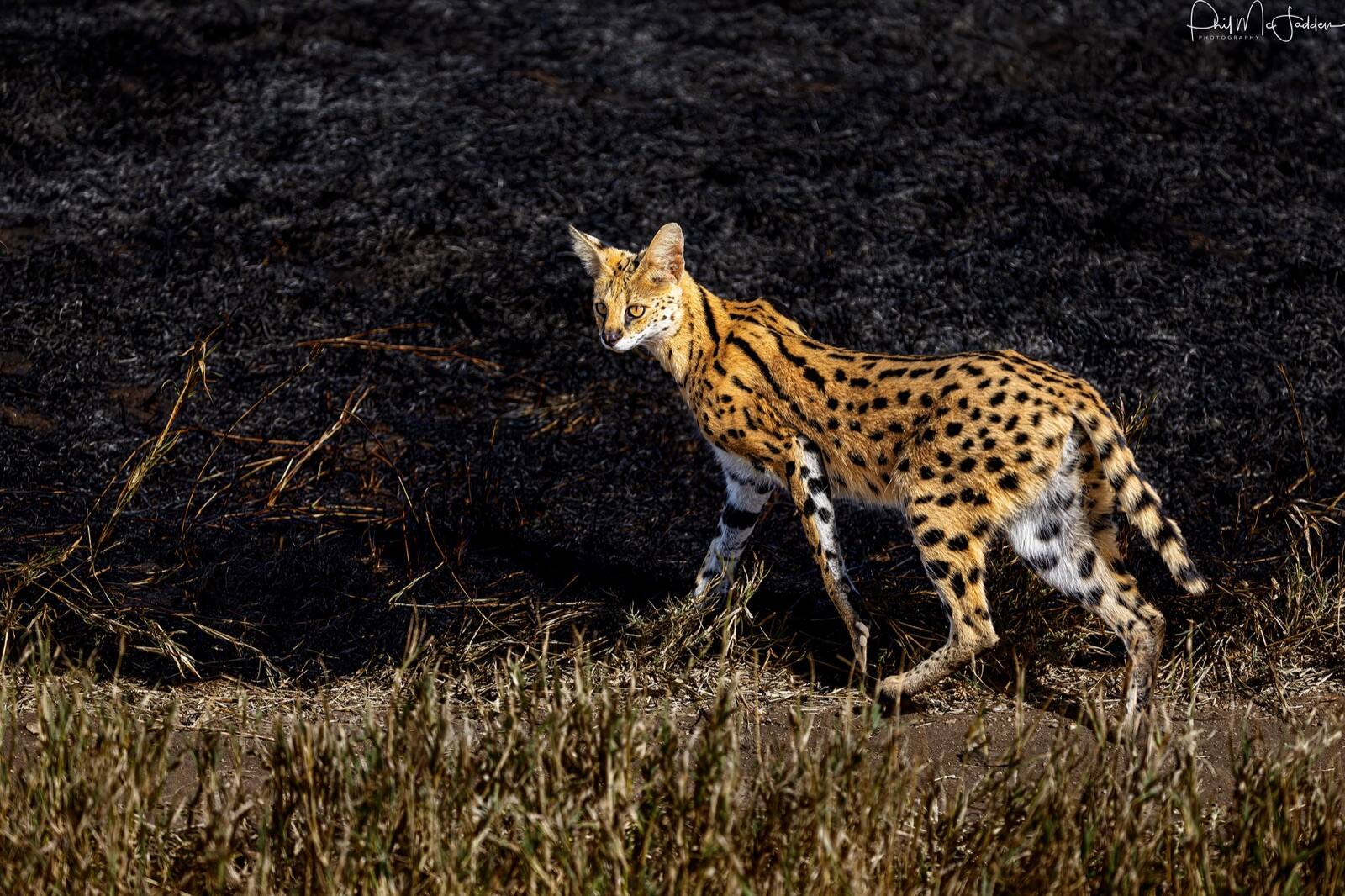 The plains hold more than the big cats — a serval hunting rodents in long grass at Sametu