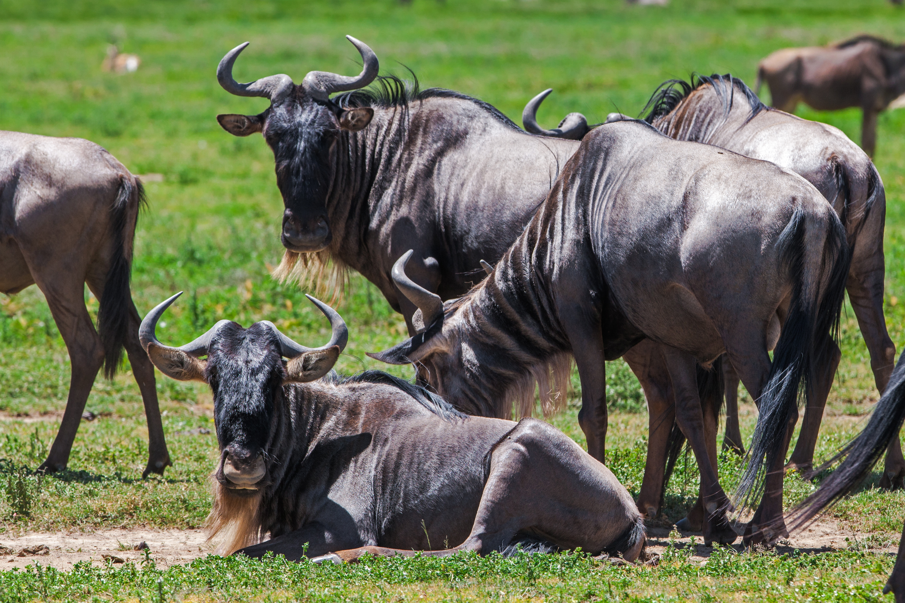 Wildebeest calving season in Tanzania's Ndutu plains during January with newborn calves and predators on the open Serengeti grasslands