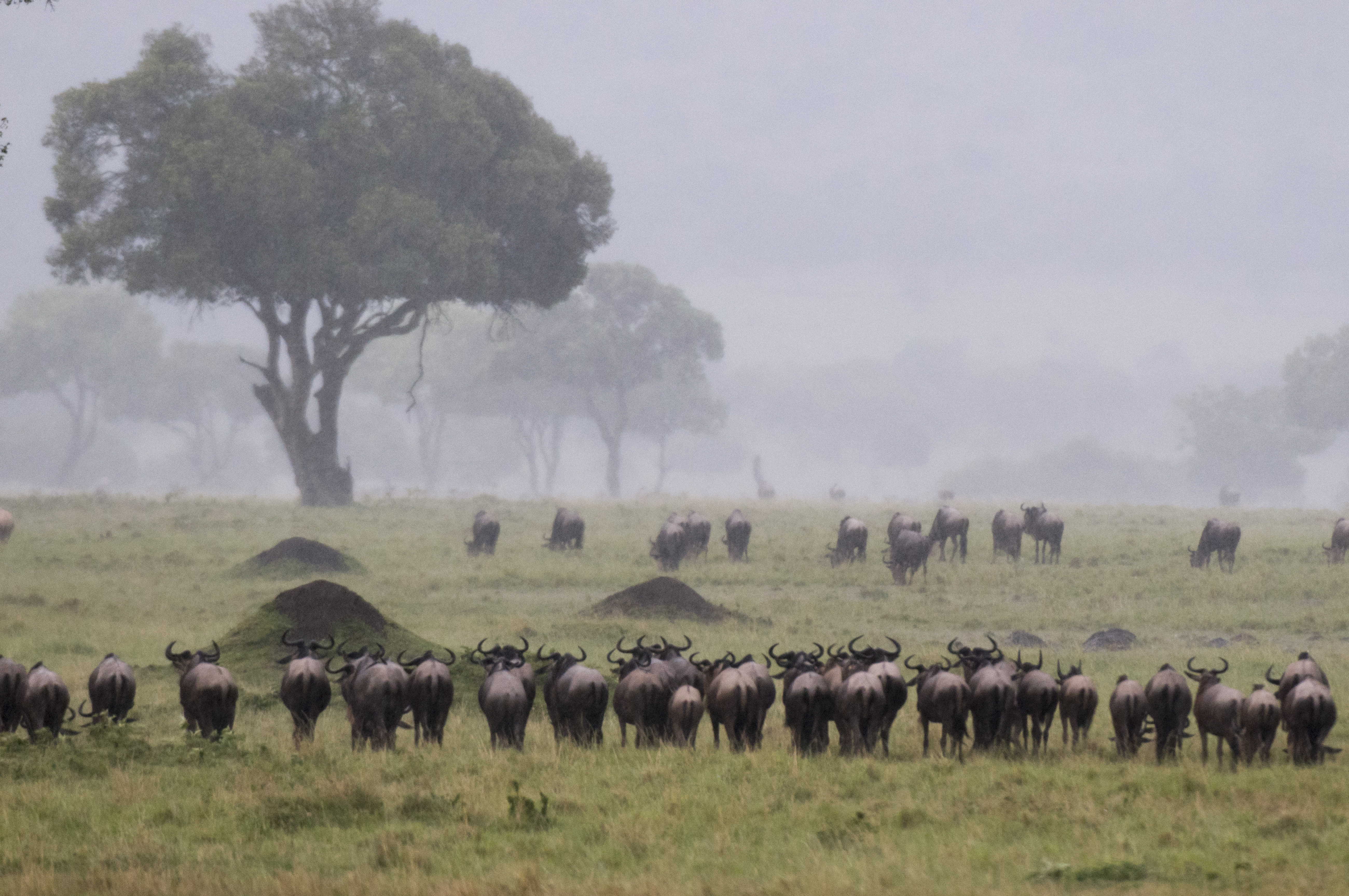 Wildebeest calving season on Tanzania's Ndutu plains in January with newborn calves and predator activity — one of the best times to visit Tanzania for safari