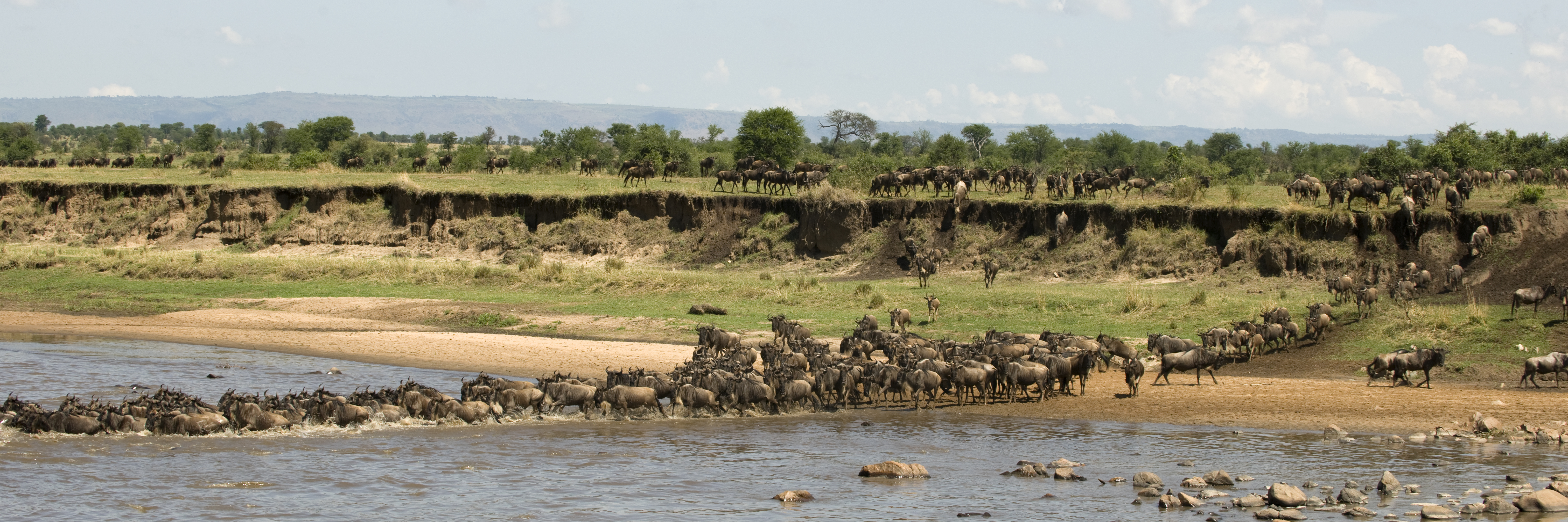 Thousands of wildebeest crossing the Mara River in Tanzania's northern Serengeti during July — the most dramatic wildlife spectacle and the peak of the best time to visit Tanzania for safari