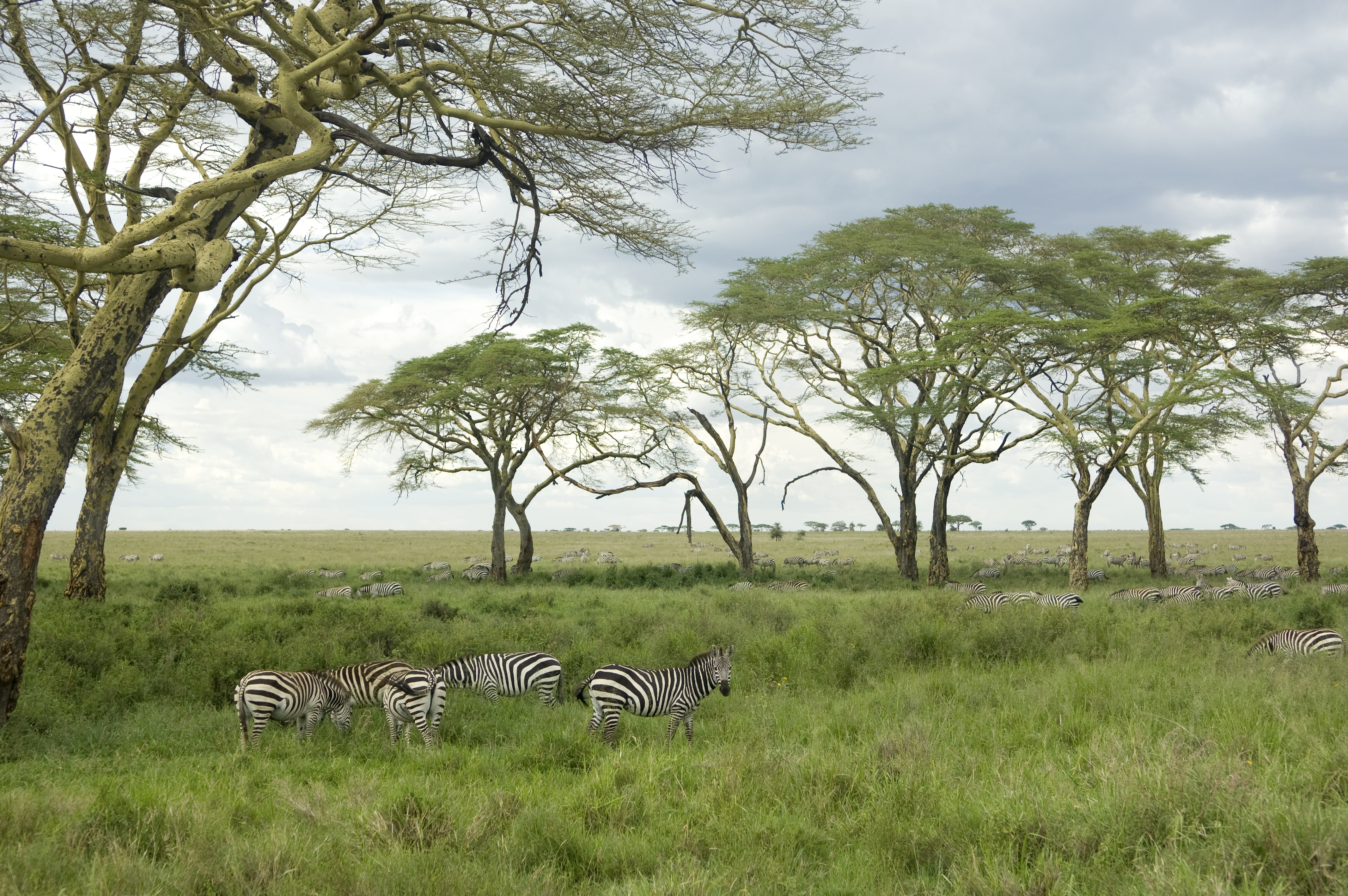 Lush green Serengeti landscape in March with dramatic clouds and wildlife active on the open plains — the beautiful transition season for a Tanzania safari visit