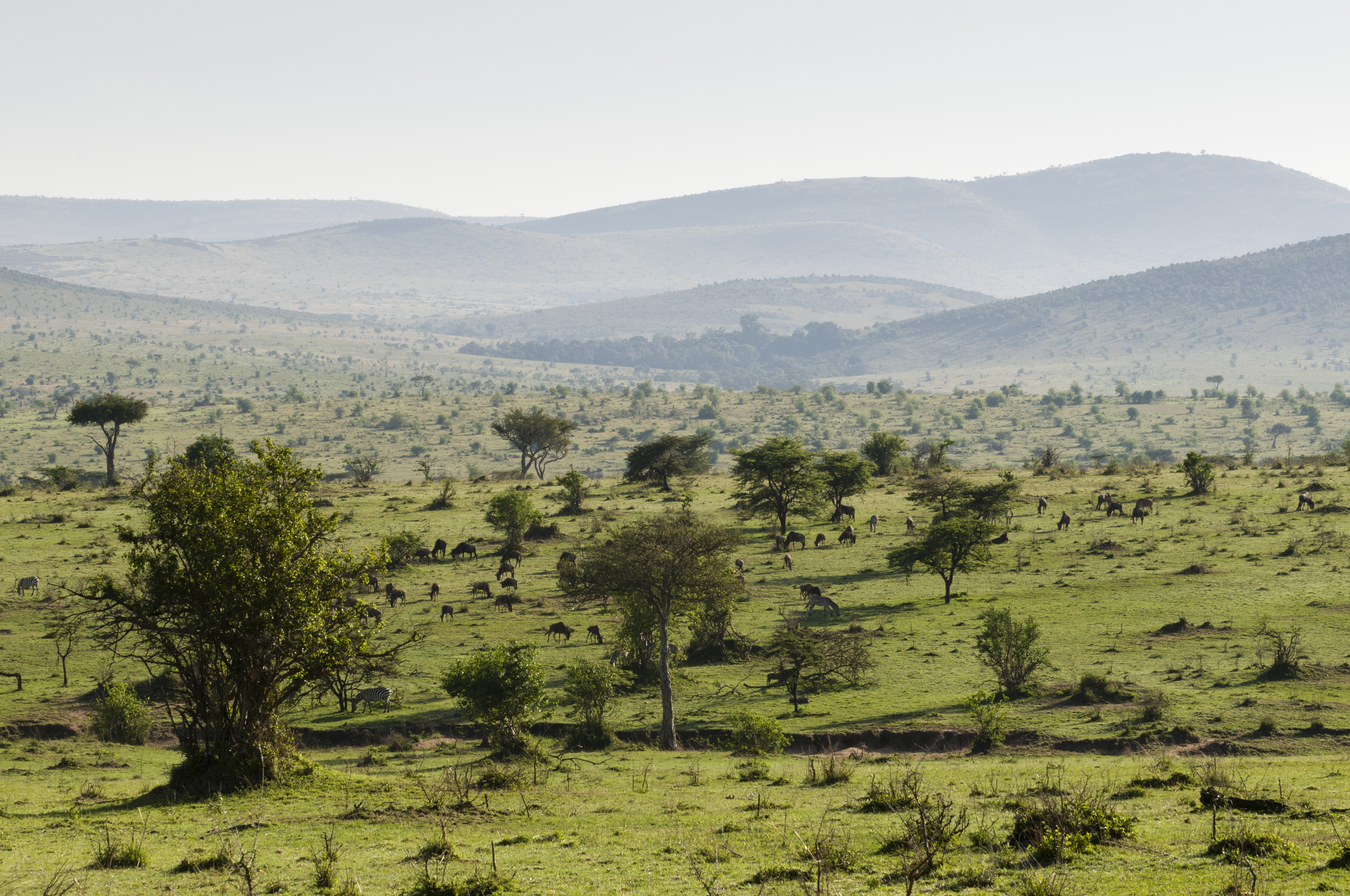 Empty Serengeti plains during Tanzania's green season in April and May with lush vegetation and no other vehicles visible