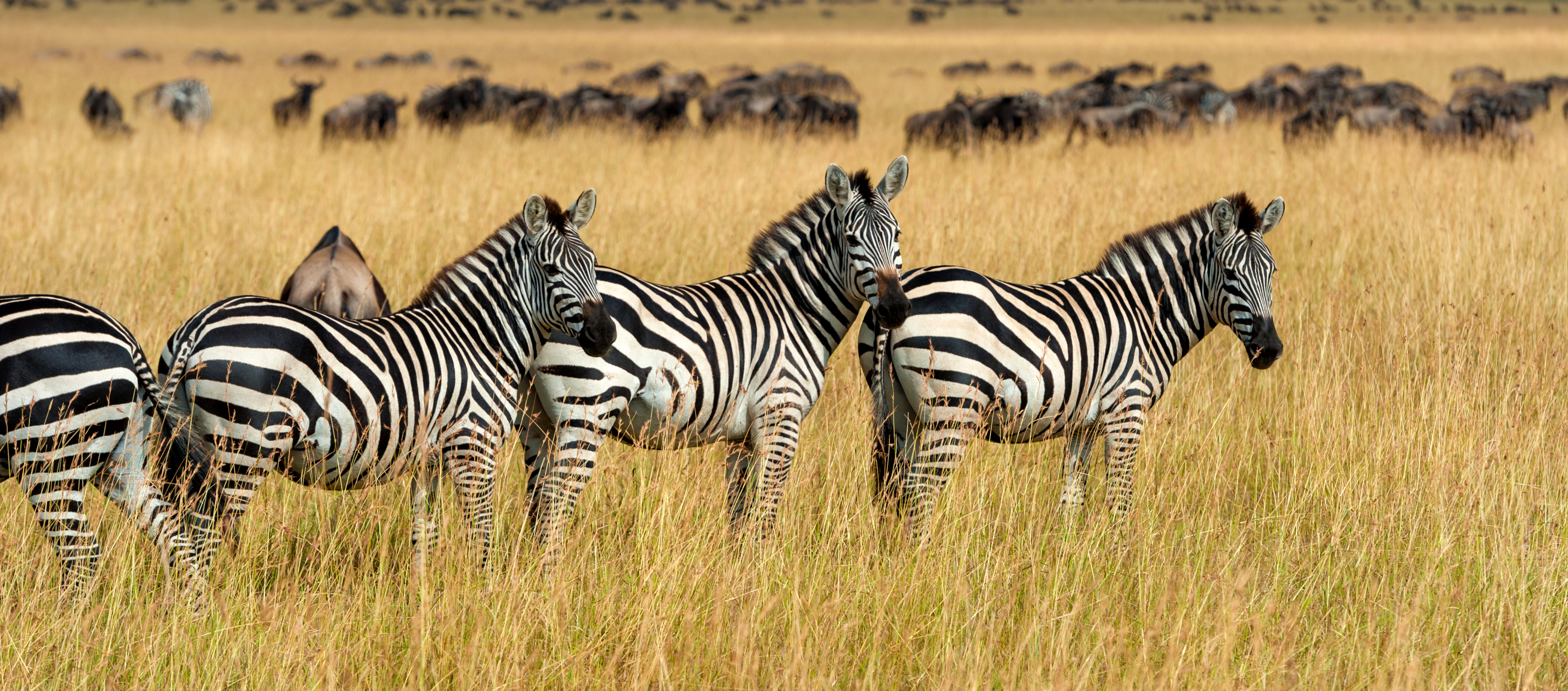 Safari specialist with deep field knowledge briefing clients on their Tanzania safari itinerary — the human expertise that defines the best safaris in Tanzania