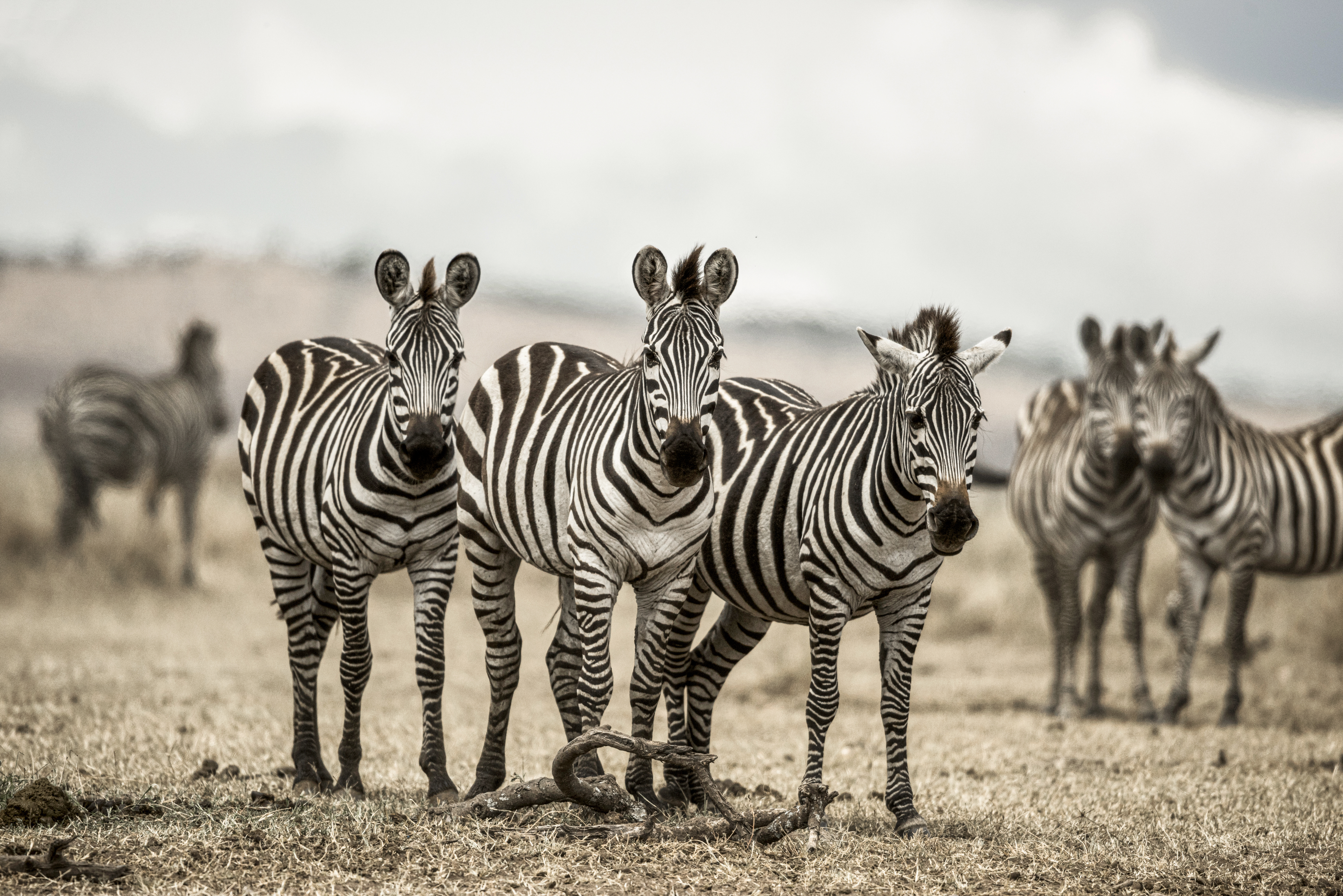 Aerial view of the Tanzanian wilderness showing the scale of its protected landscapes