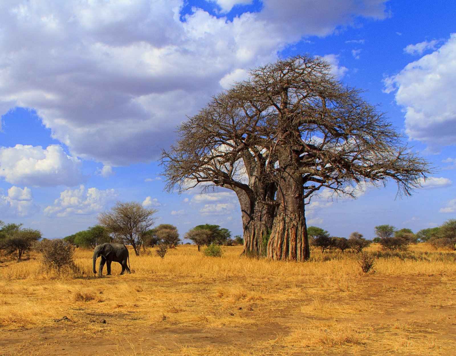 Tarangire the next morning — the first Tanzanian park, and a different Africa from Amboseli