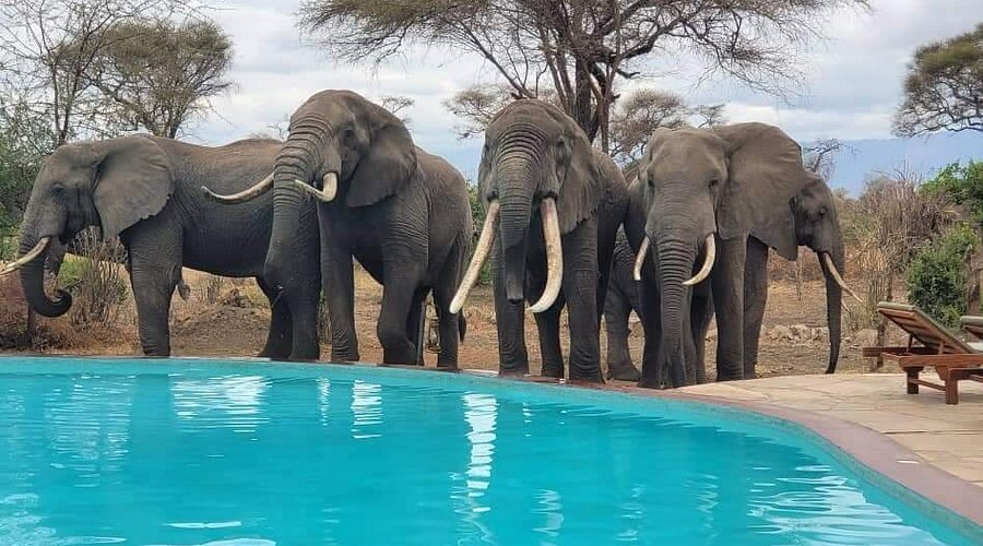 Elephant herd at the Tarangire River beside a luxury lodge in Tanzania's Tarangire National Park during the peak dry season wildlife concentration