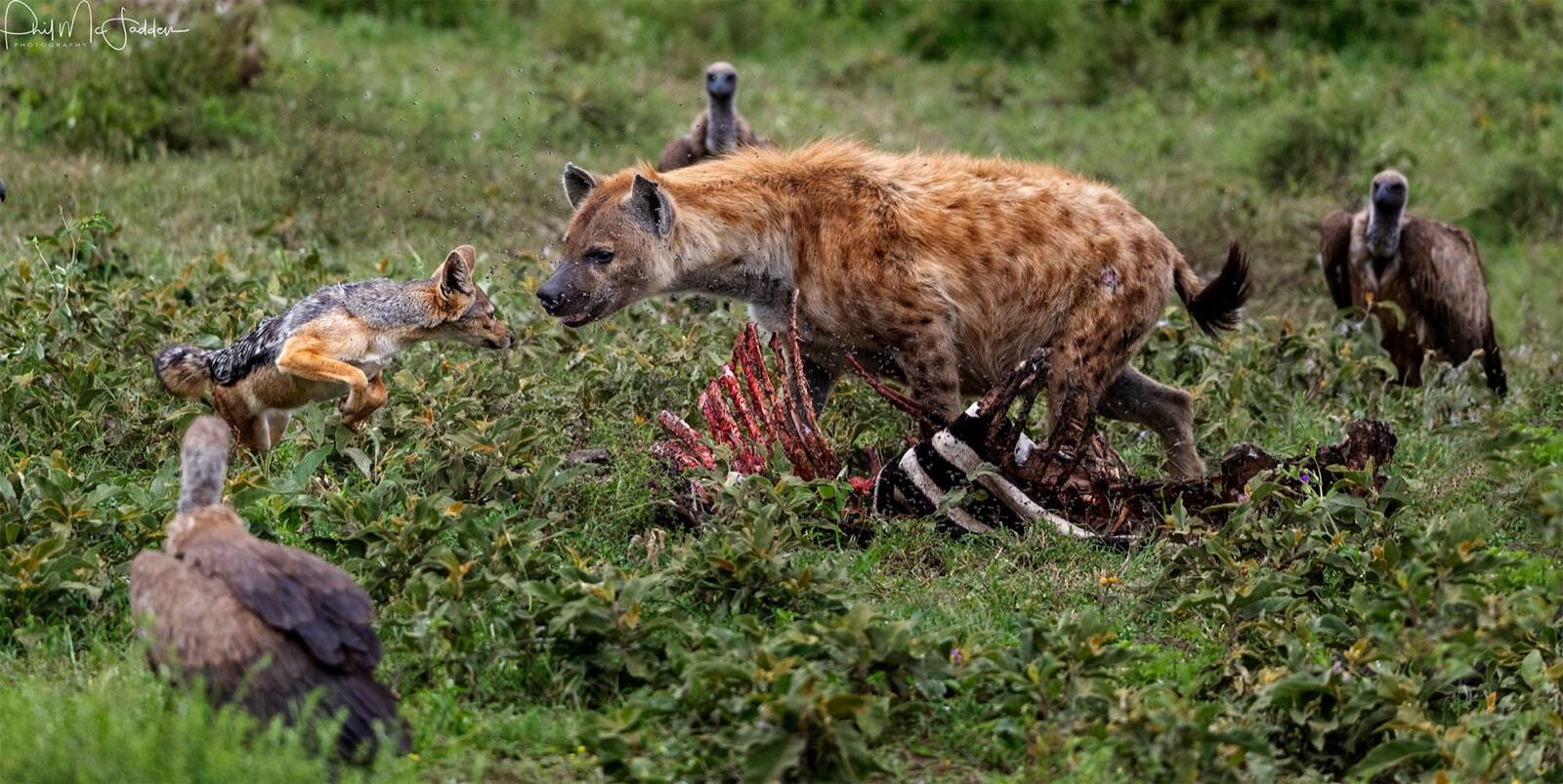 A carcass on the Ndutu plains draws hyena, jackal and vultures within minutes