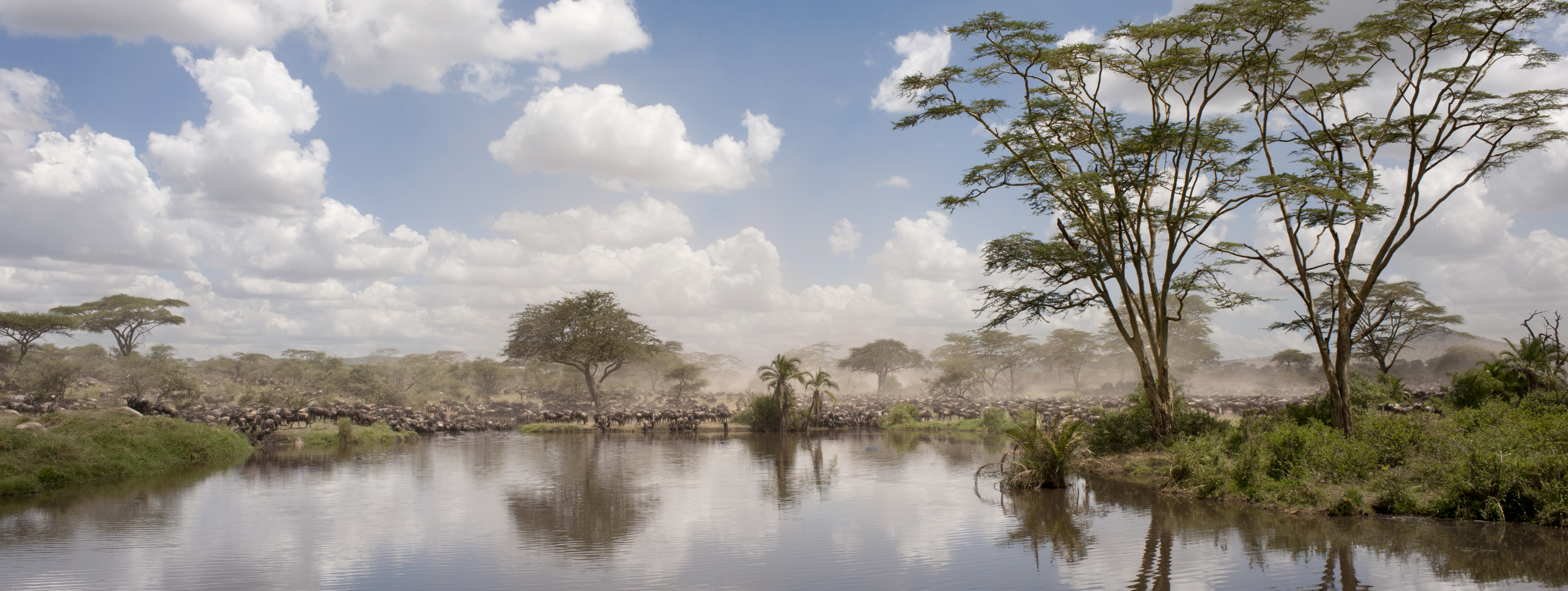 Wildebeest crossing the Grumeti River in Tanzania's western Serengeti during June at the start of the dry season migration
