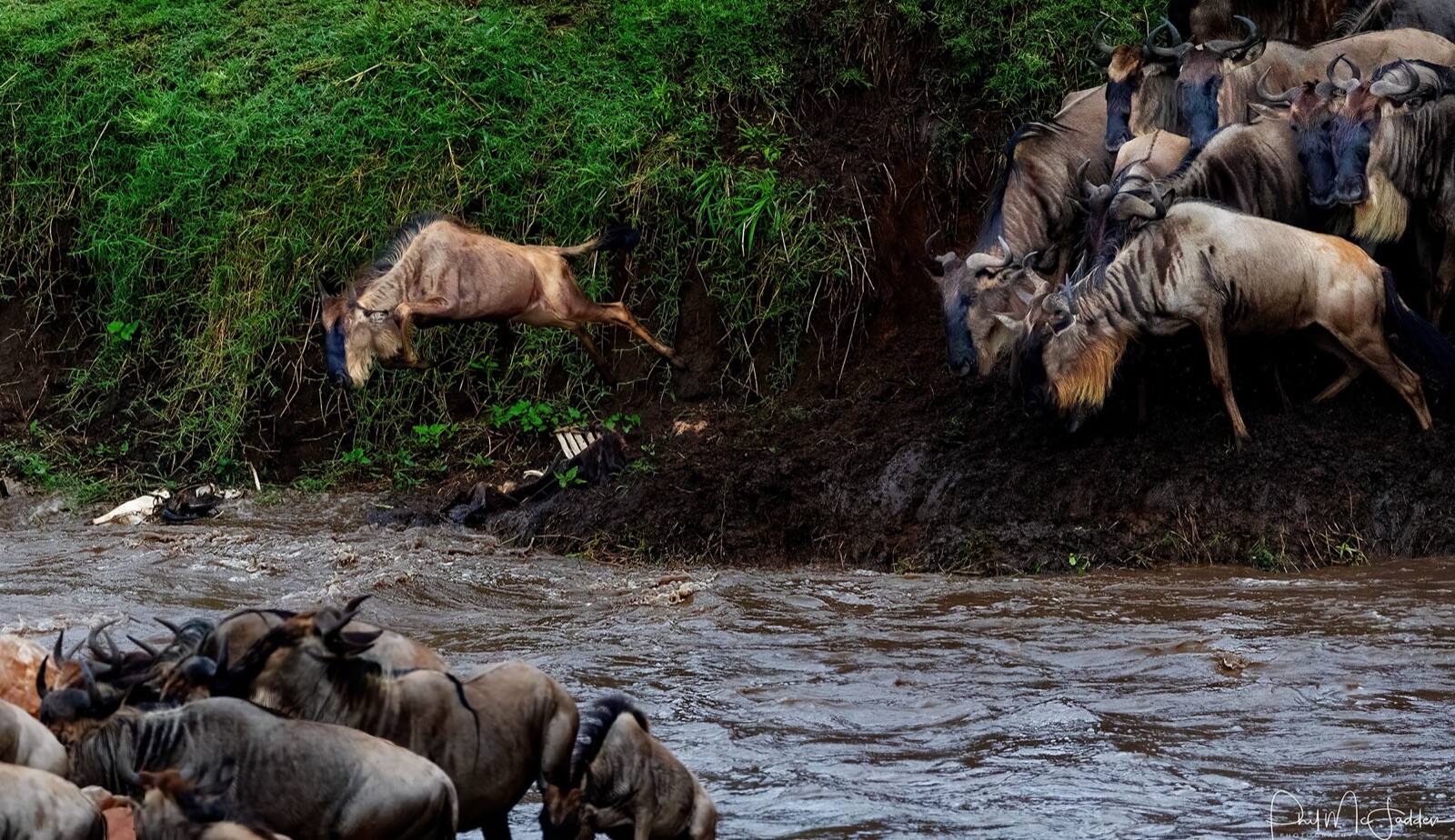 Wildebeest committing to the water — the moment the herd stops hesitating