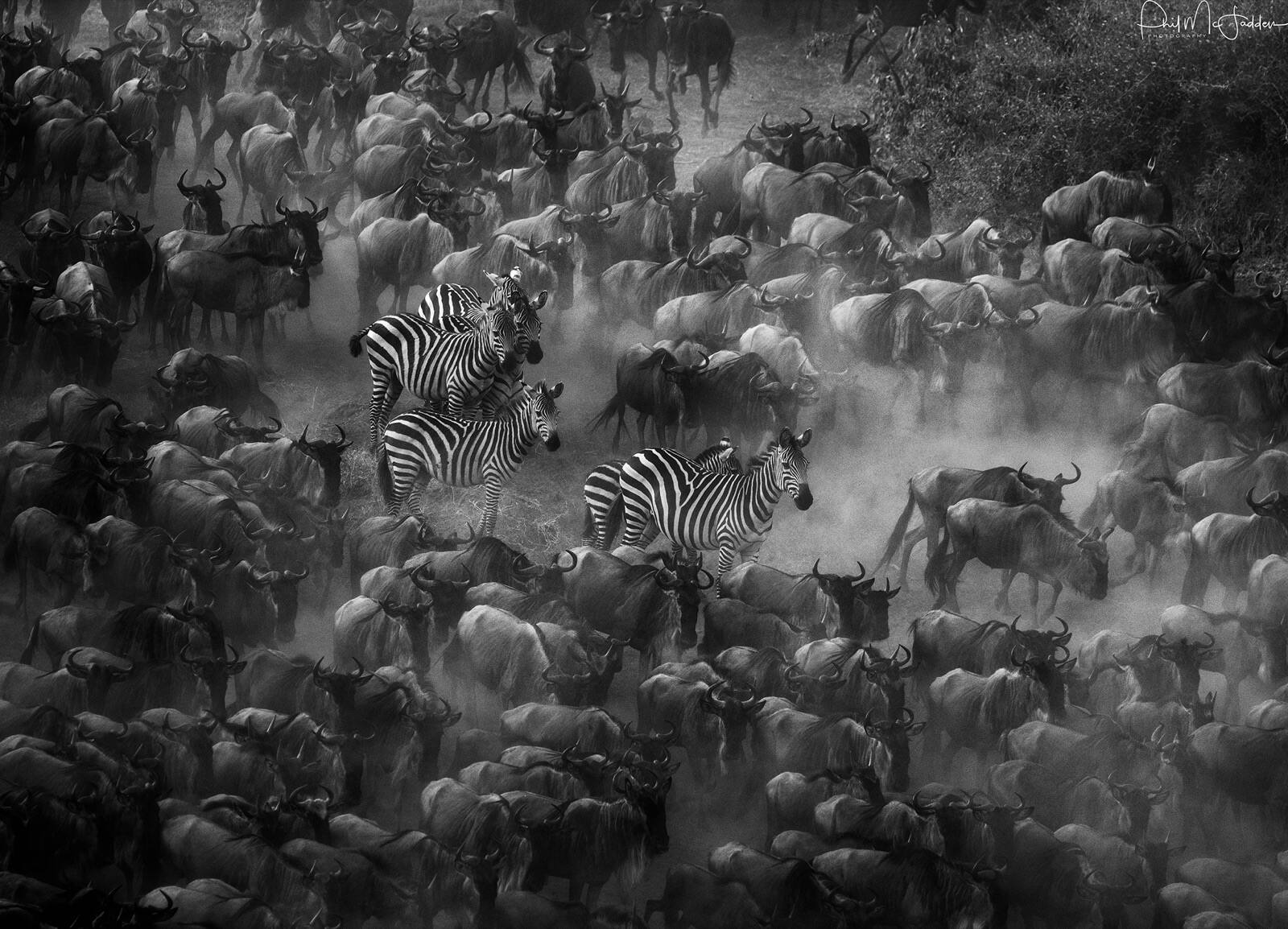 A crossing in full commitment at Kogatende, northern Serengeti