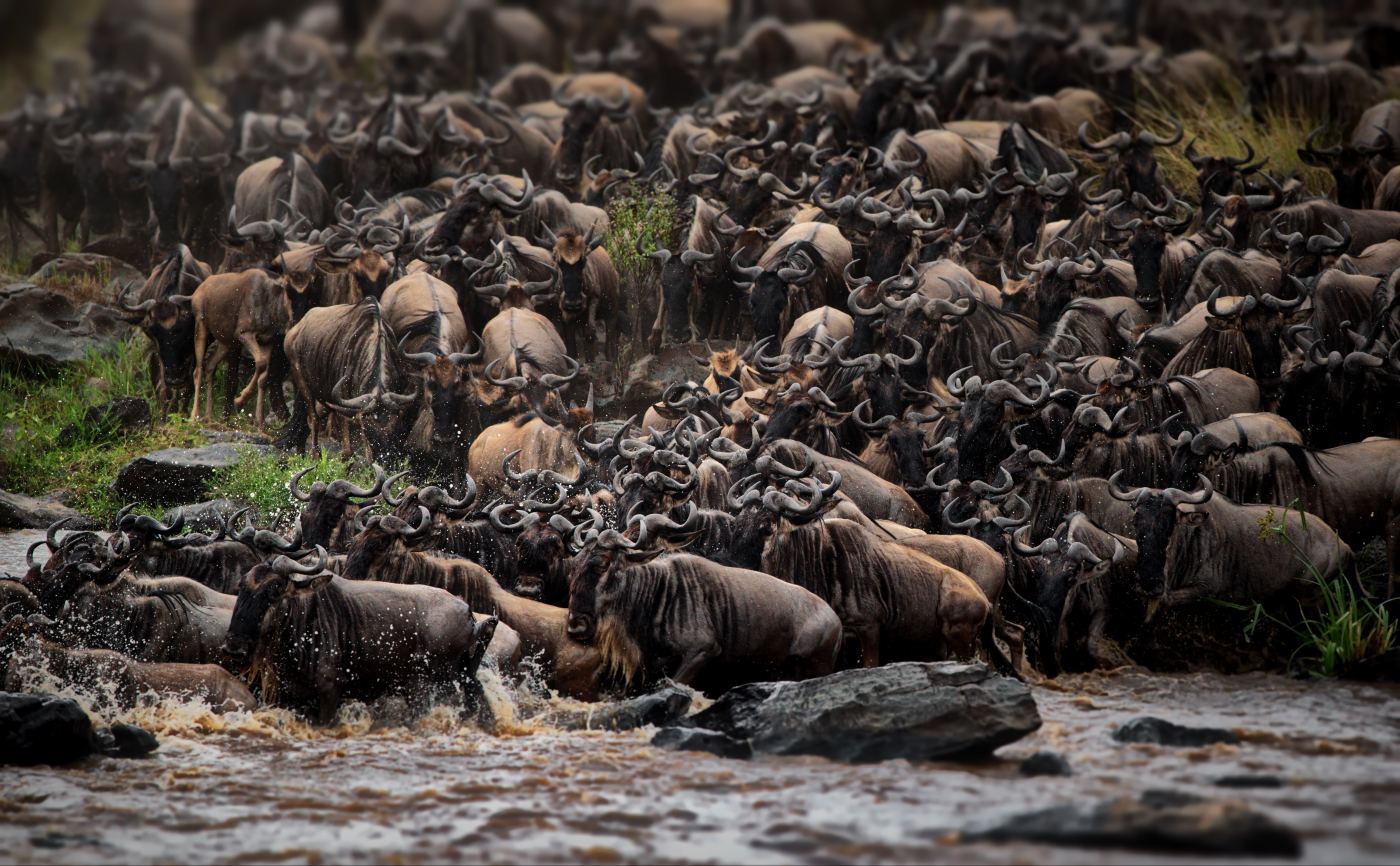 Wildebeest migration across the open Serengeti plains at golden hour