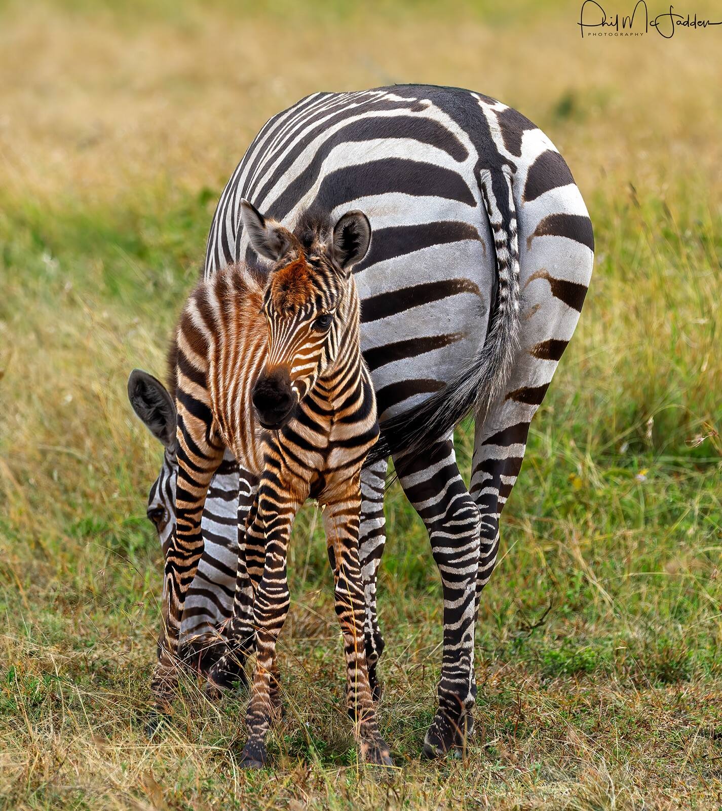 Zebra travel with the wildebeest and often lead a hesitant crossing into the water