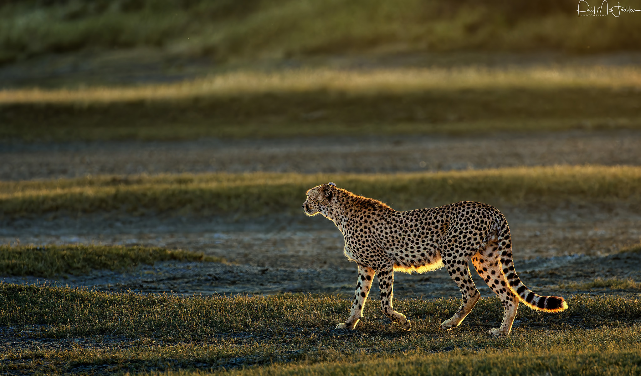Great Migration luxury safari Tanzania Serengeti