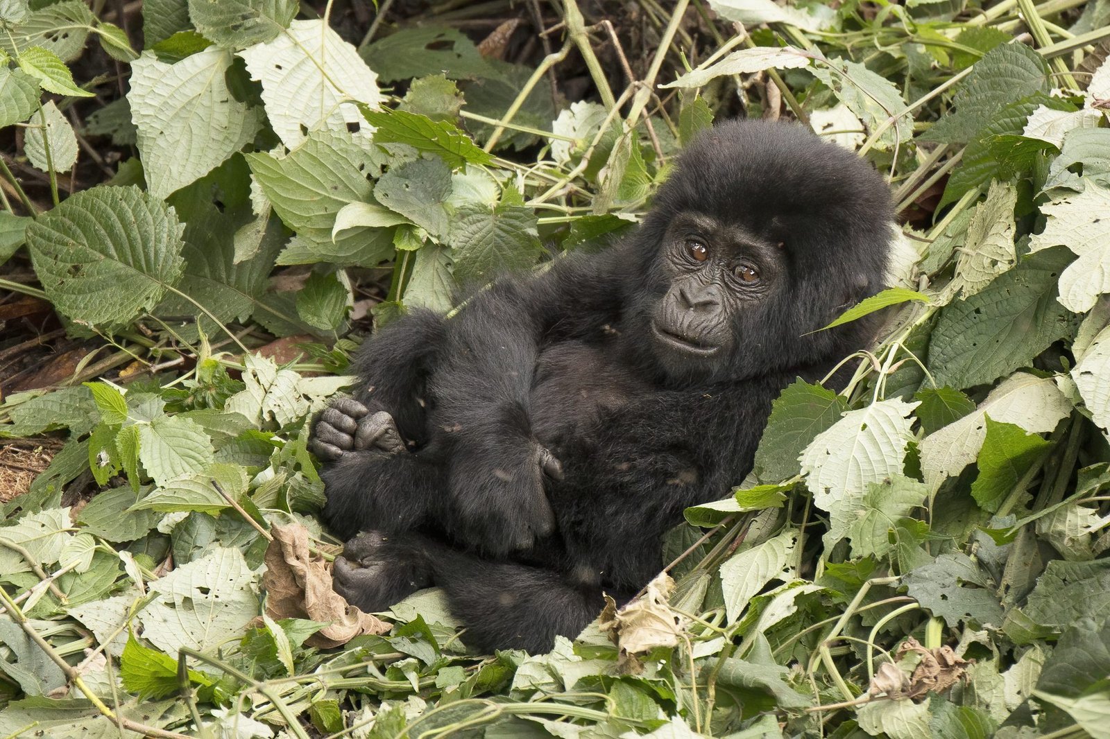 A young mountain gorilla in Bwindi Impenetrable Forest