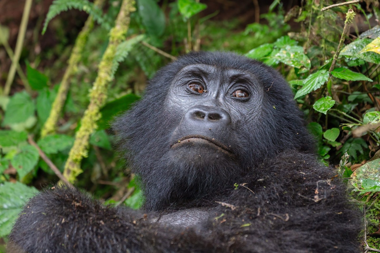 Mountain gorilla, Bwindi Impenetrable National Park