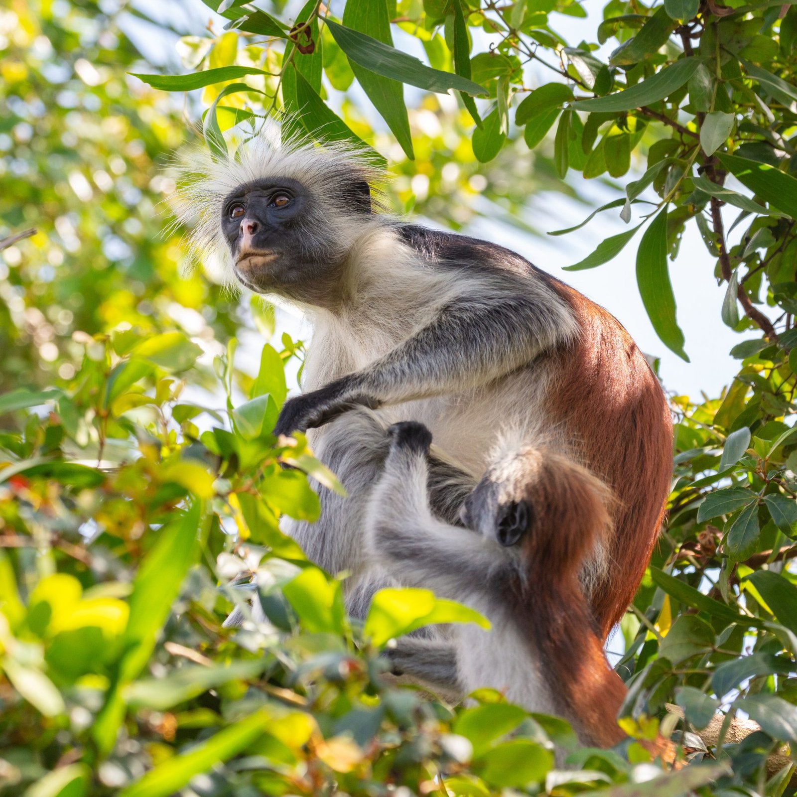 Zanzibar red colobus monkey in Jozani Forest