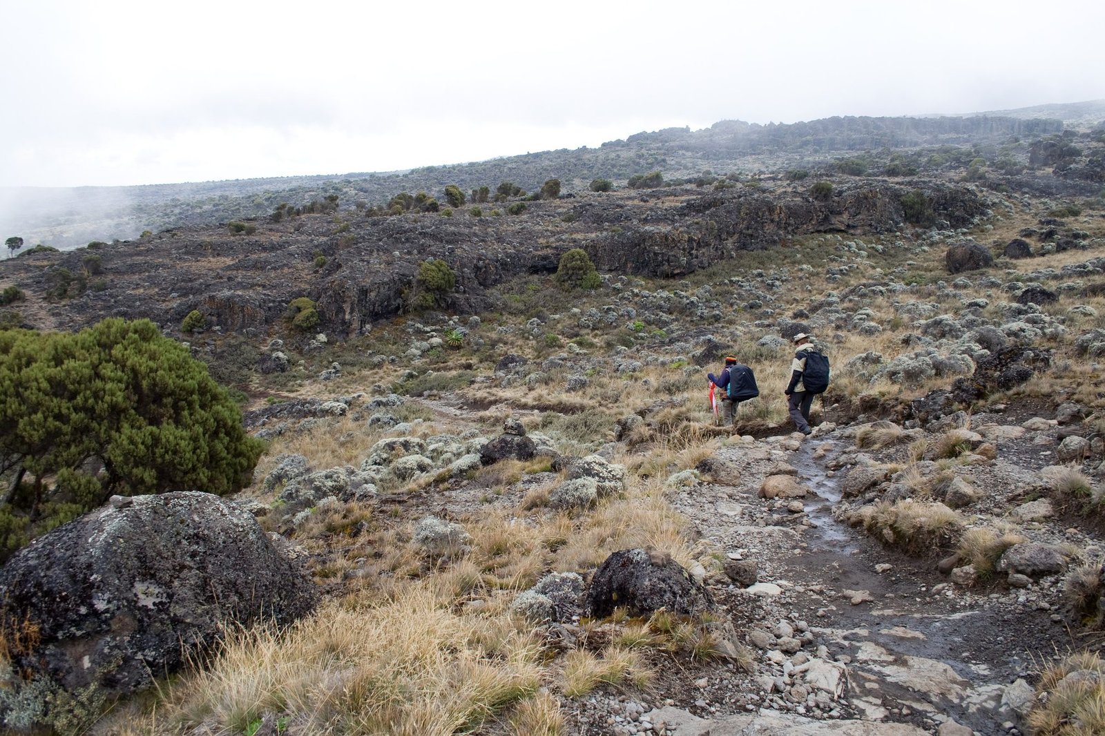 Trekkers crossing the Shira Plateau on the Lemosho Route