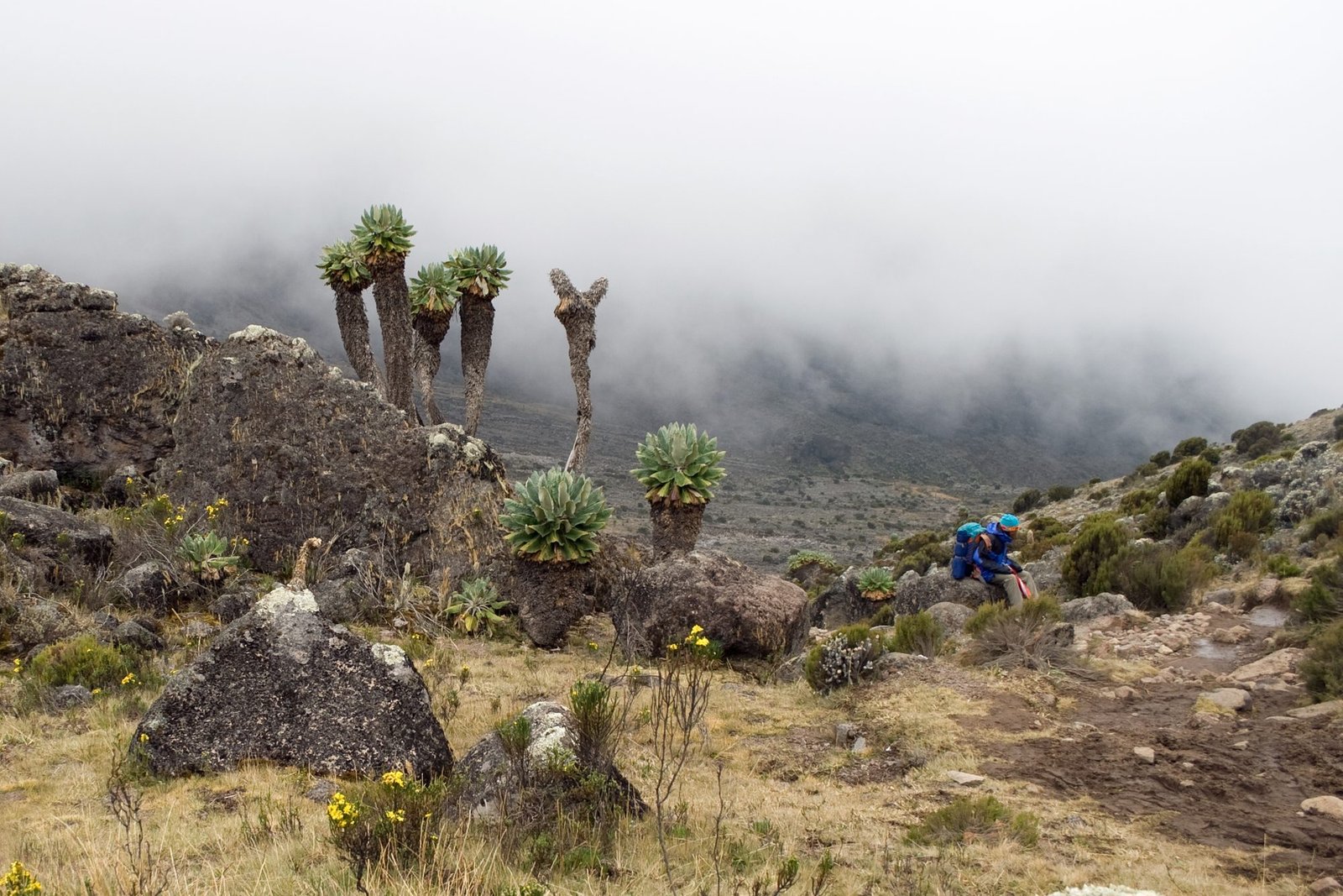 Giant groundsels on the Machame Route, Kilimanjaro