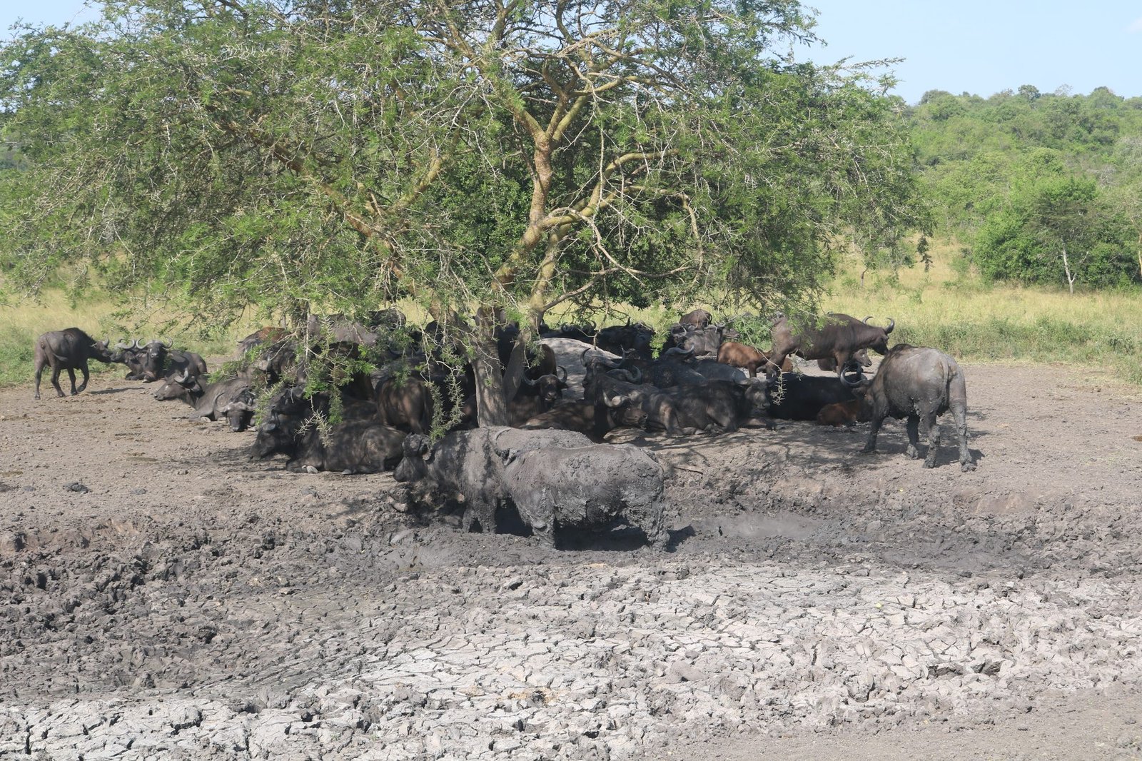 Buffalo in Lake Mburo National Park
