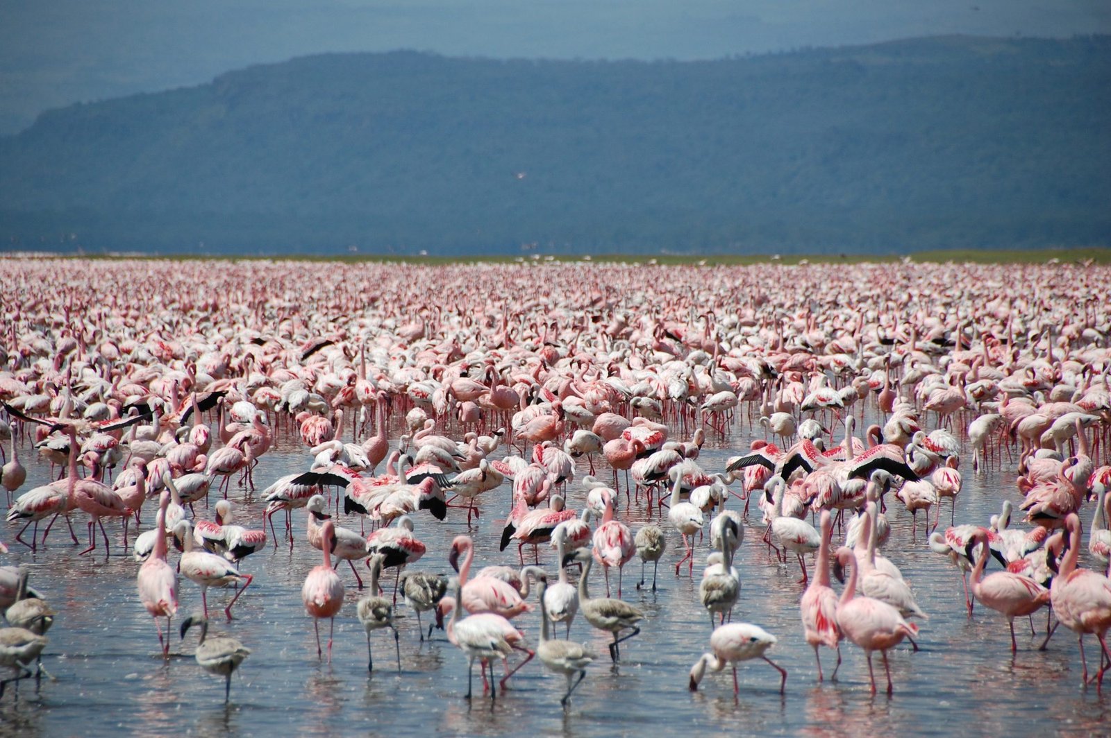Lesser flamingos at Lake Nakuru
