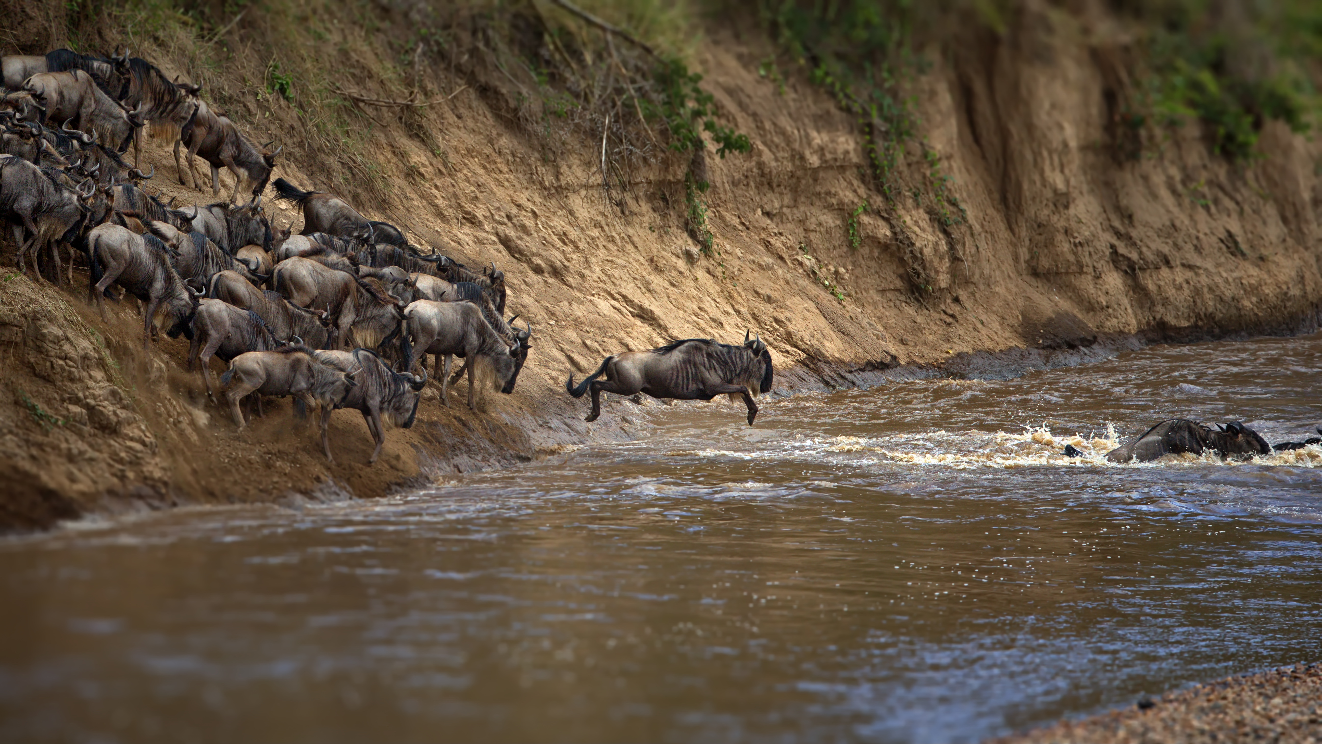 Great Migration wildebeest crossing Mara River