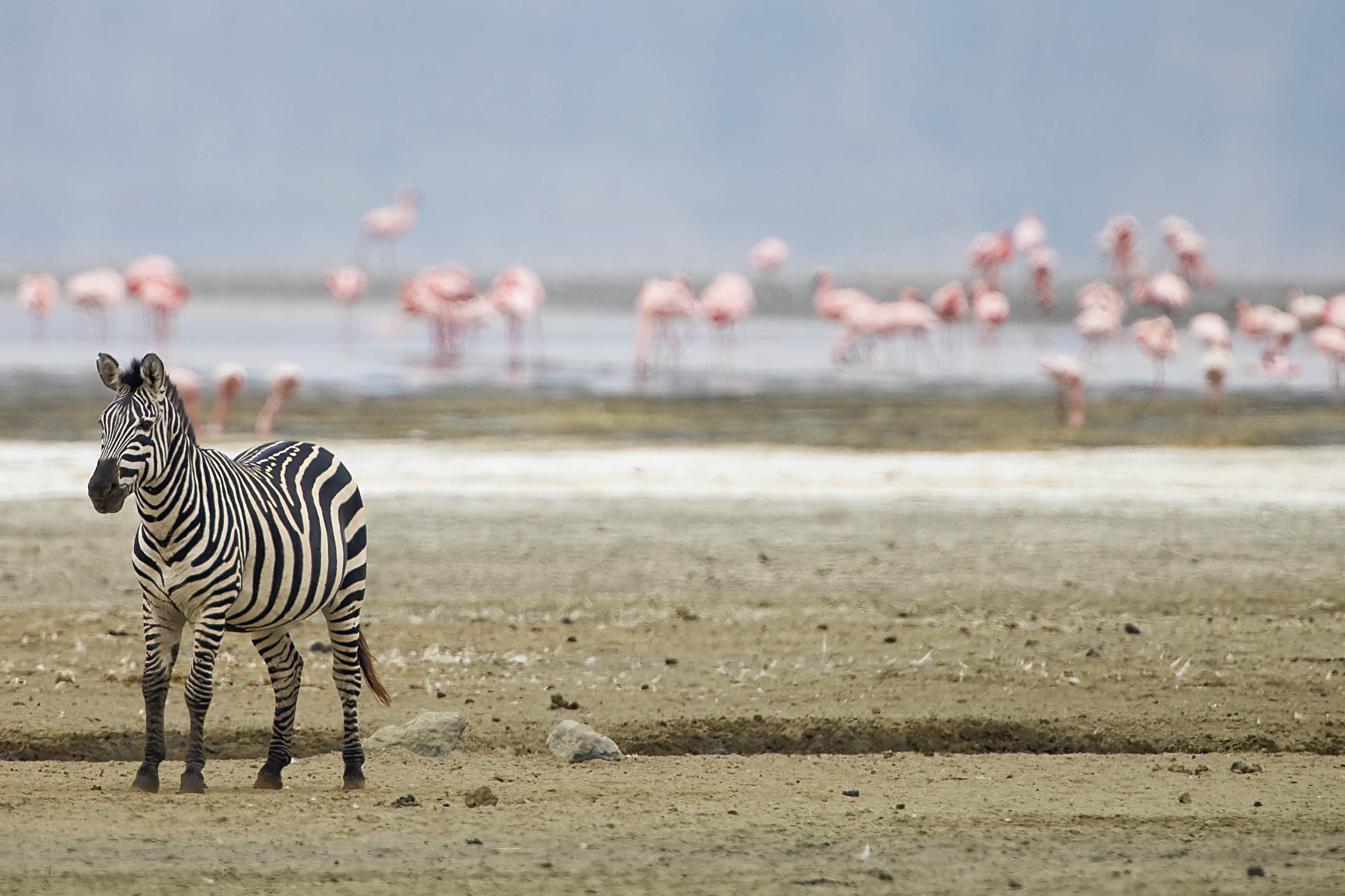 Ngorongoro Crater floor game drive