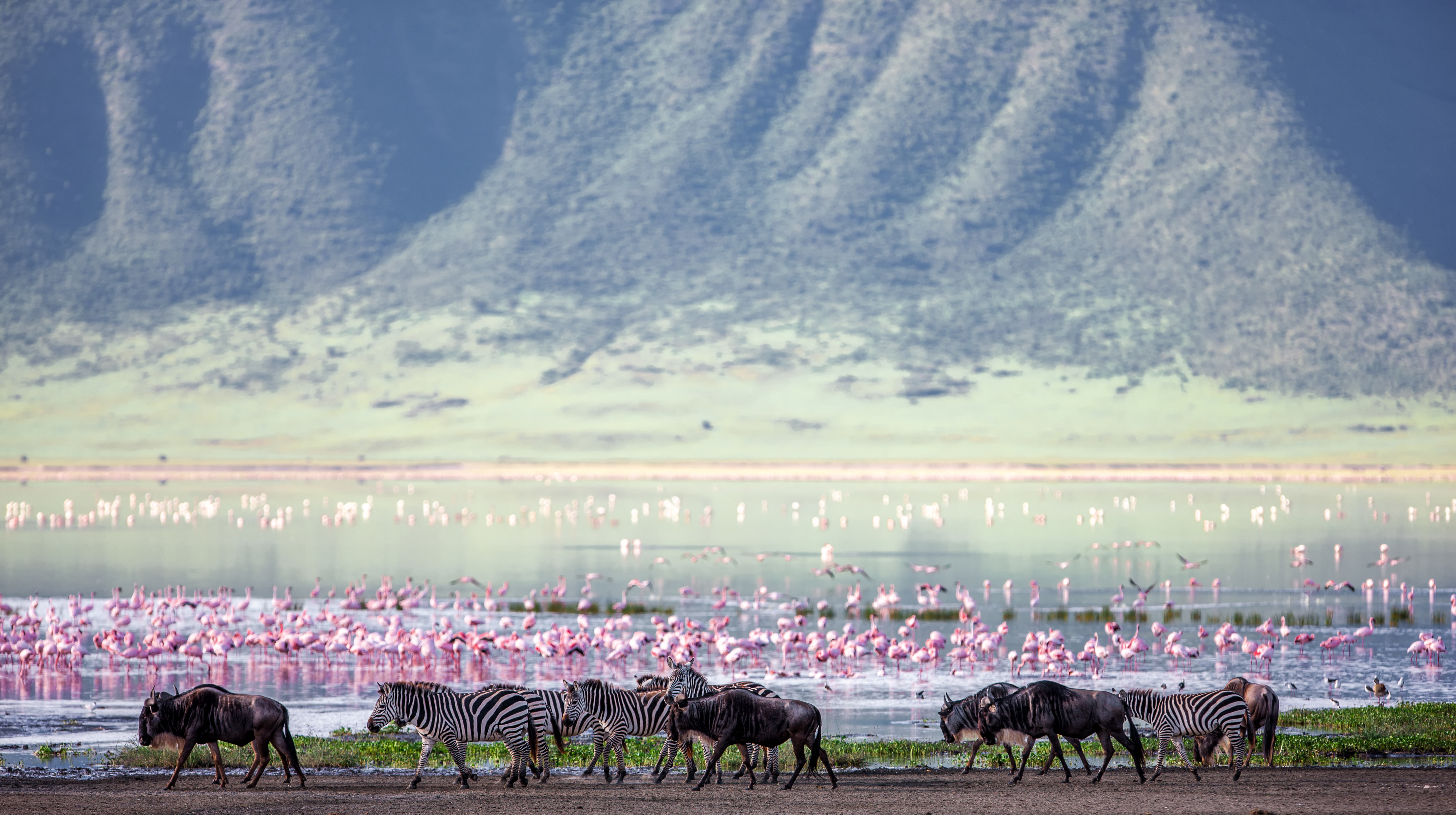 Wildlife inside Ngorongoro Crater