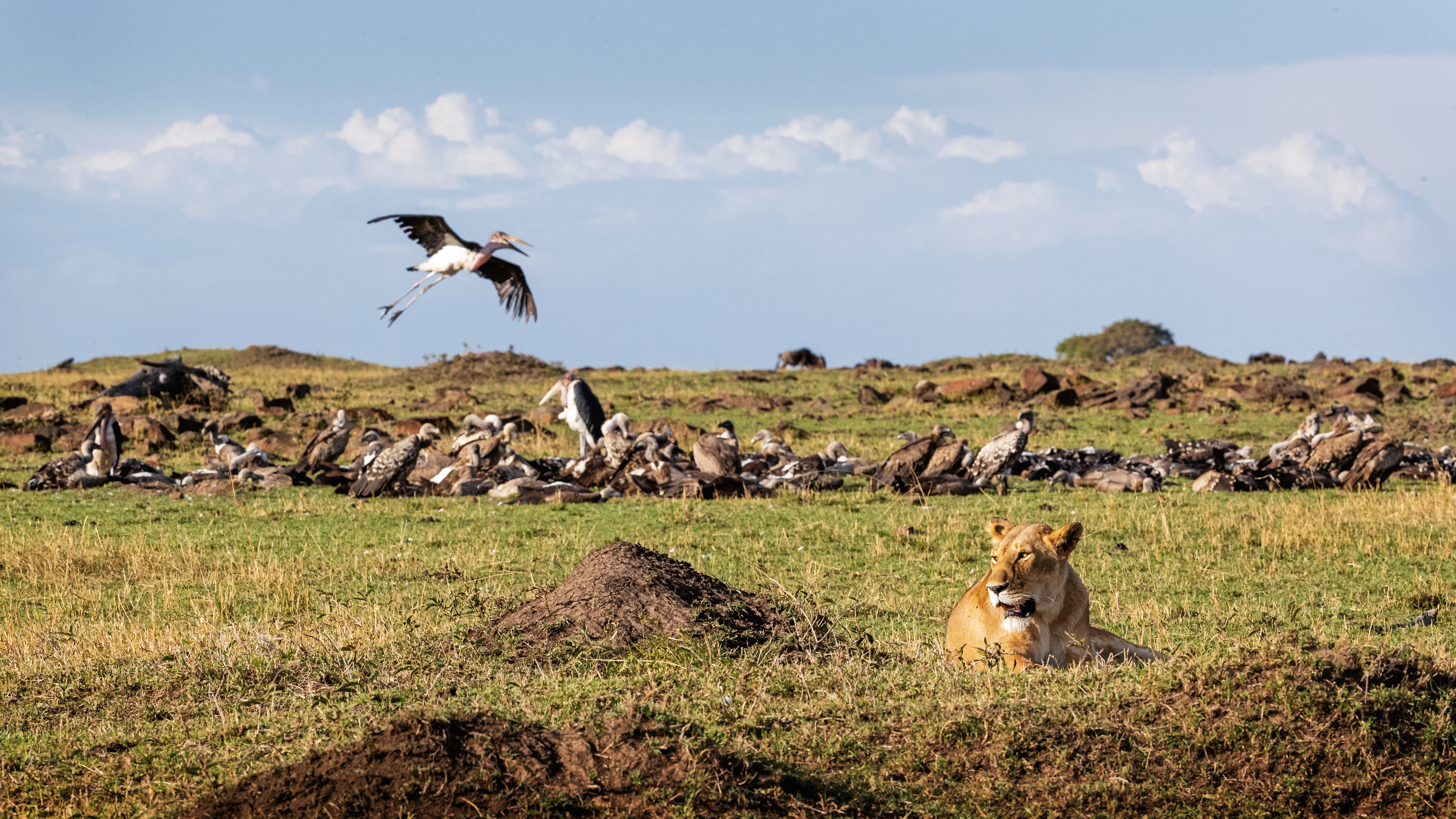 North Serengeti predators lion leopard