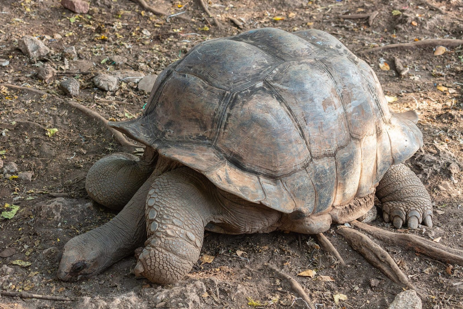 Aldabra giant tortoise on Prison Island, Zanzibar