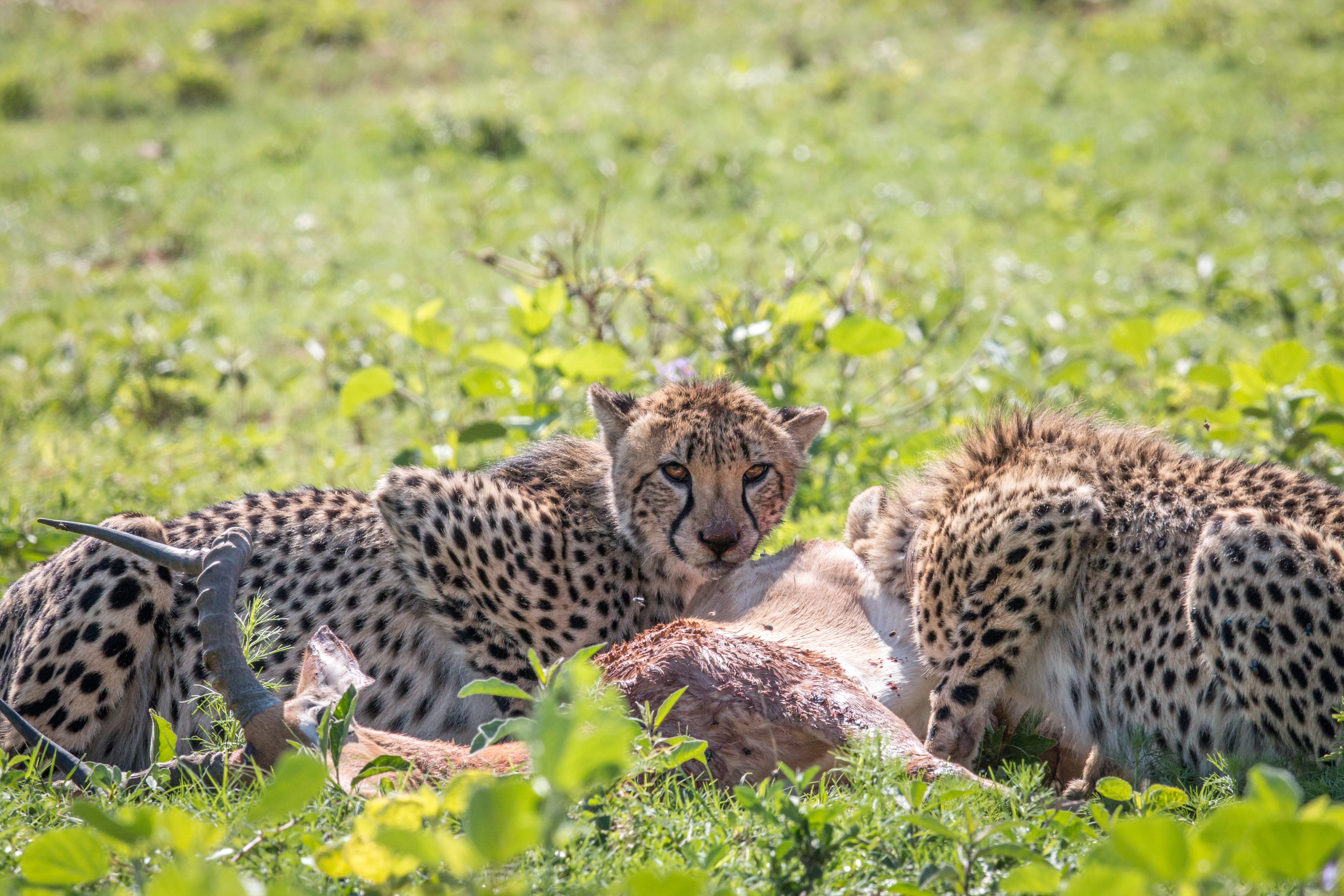 Central Serengeti game drive lion cheetah