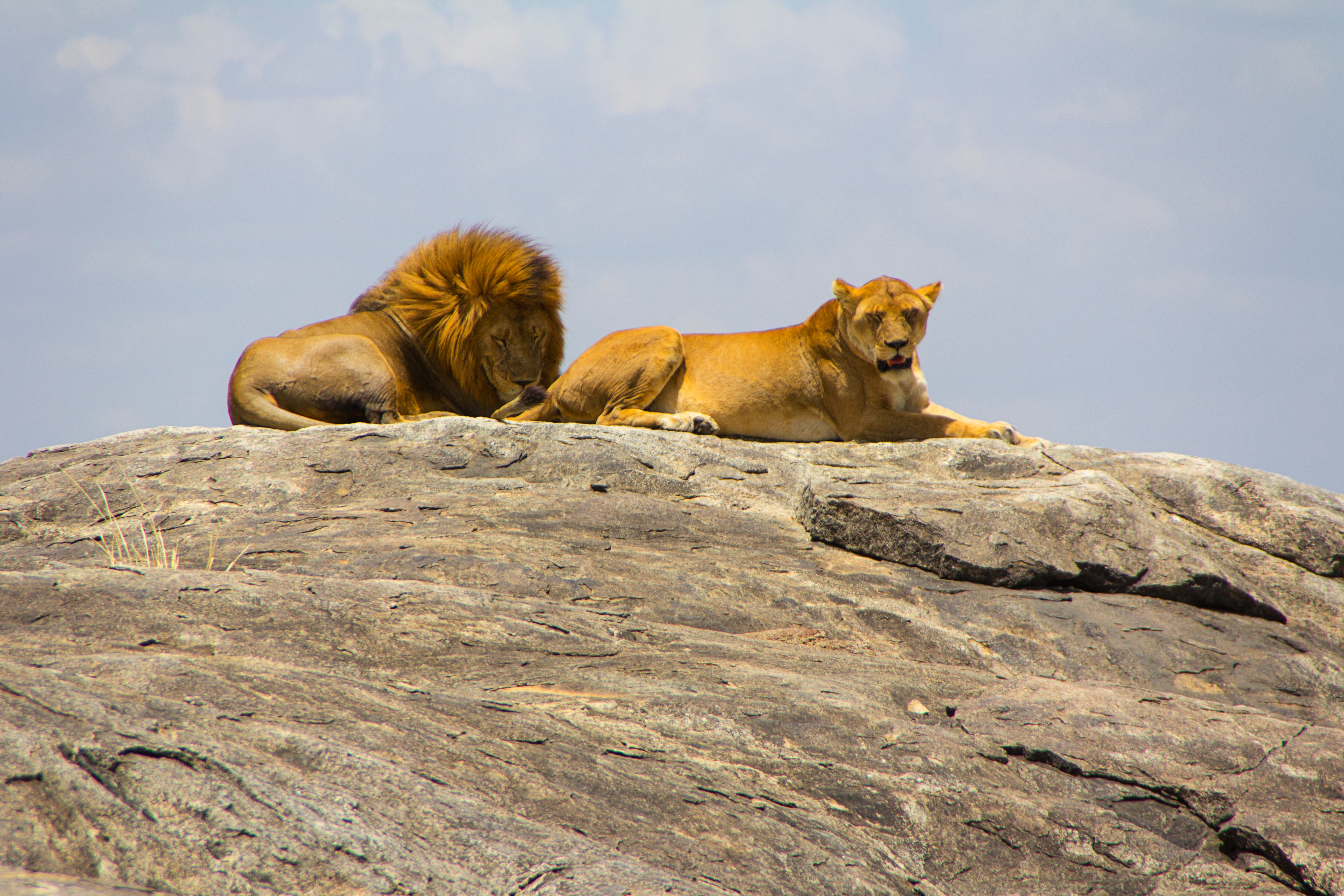 Moru Kopjes lions Serengeti